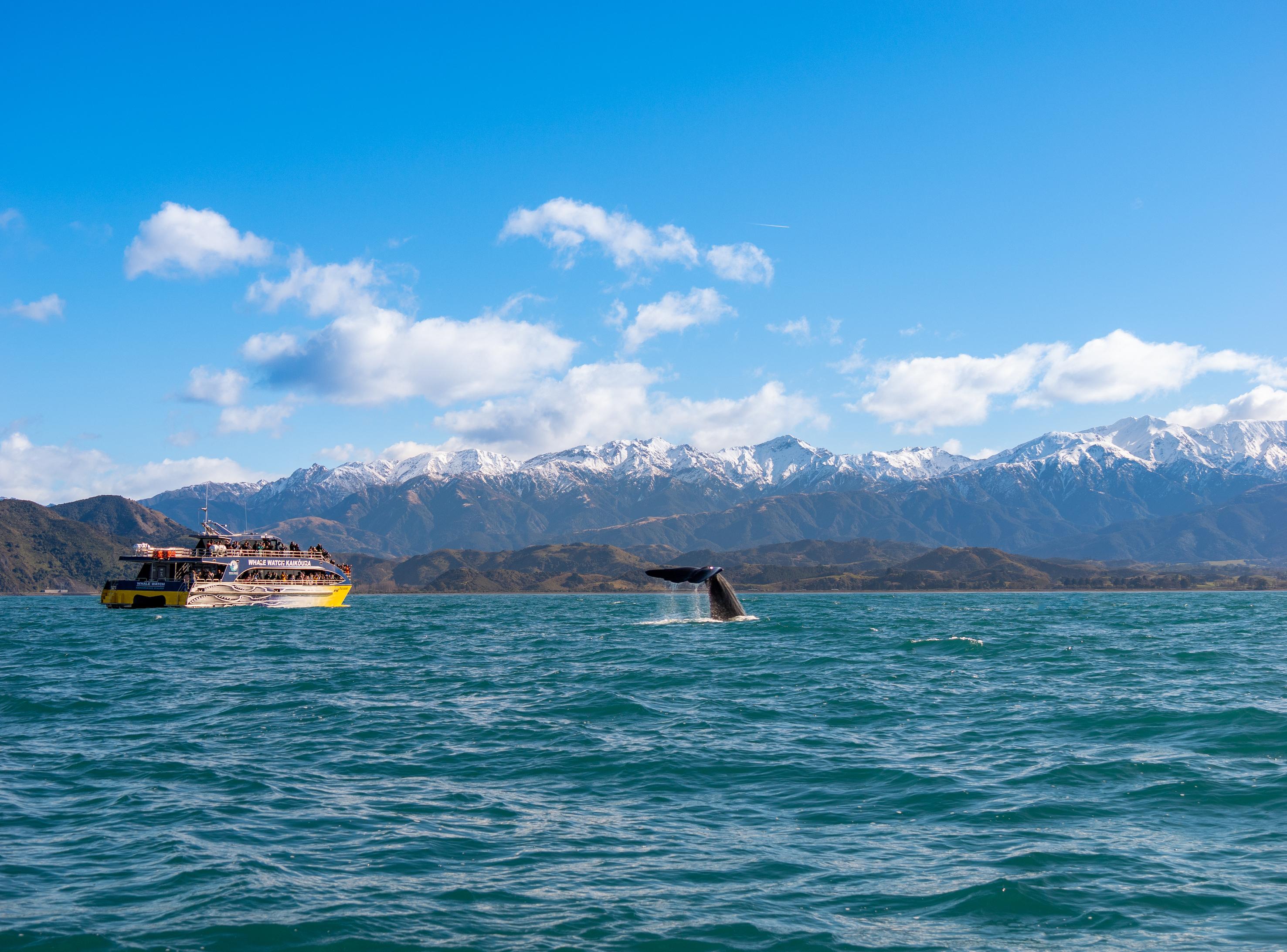 South Island guided tour photo — image 2