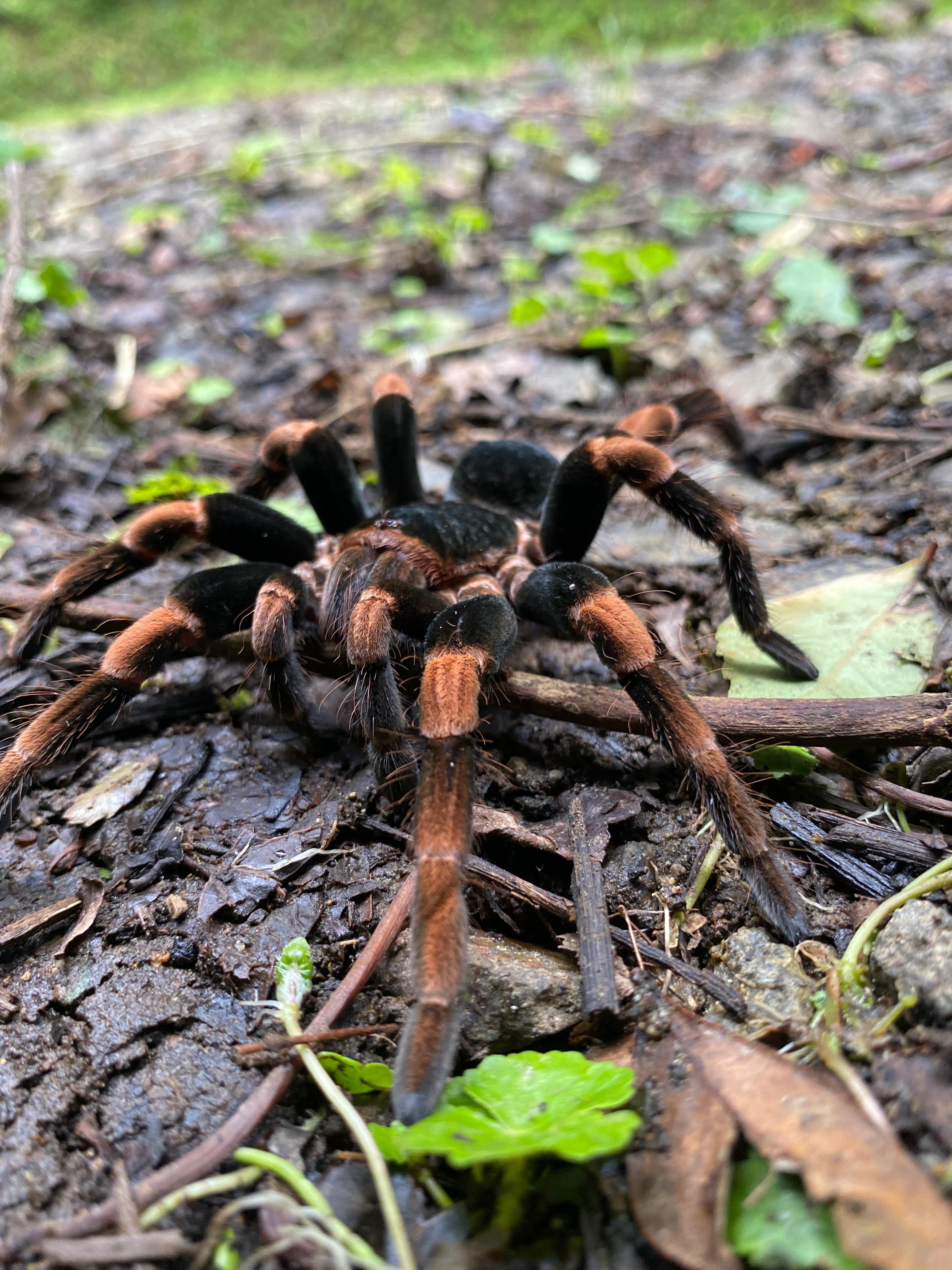 Monteverde Cloud Forest Small-Group Guided Hike
