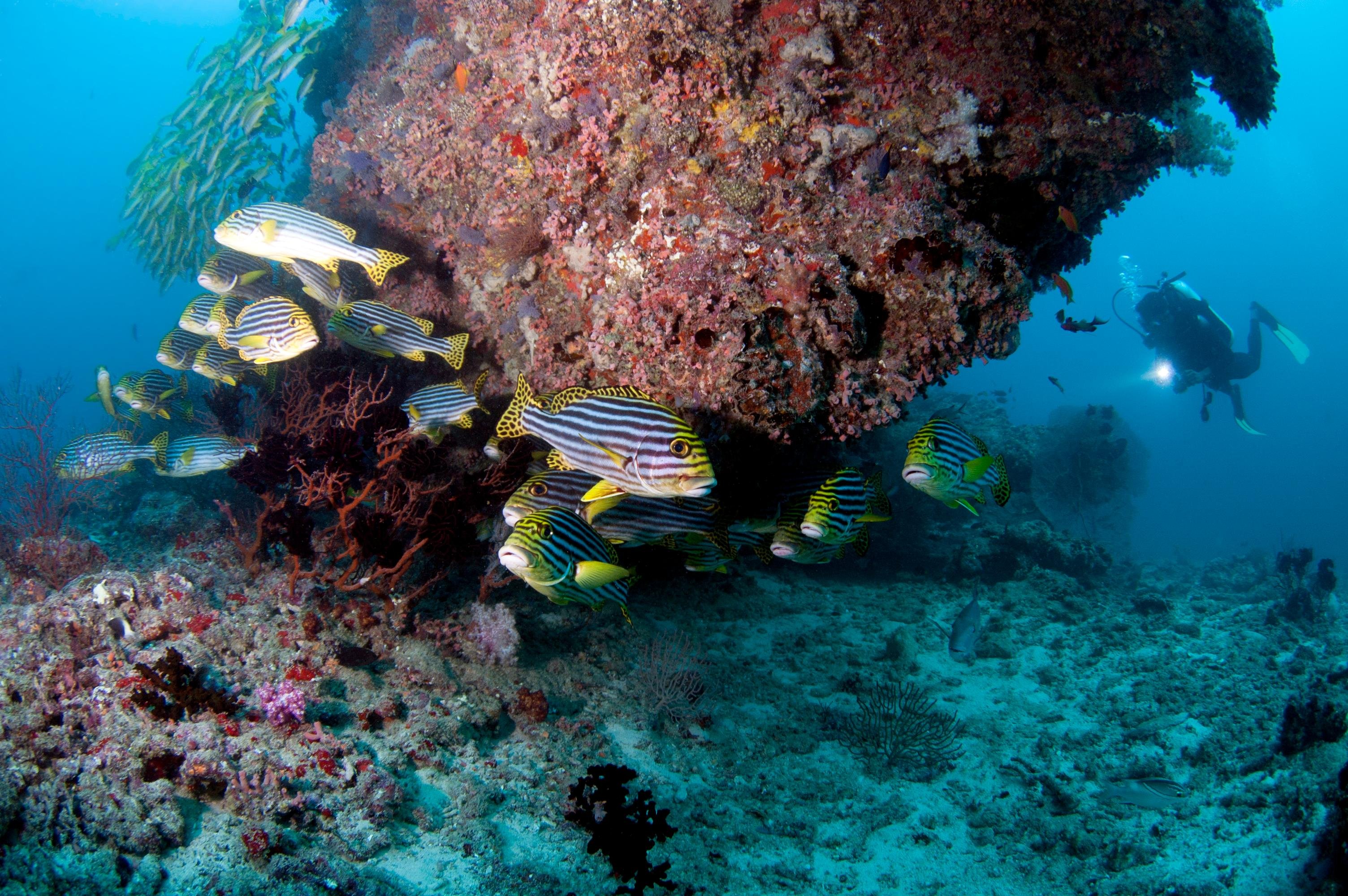 Introductory Scuba Diving Experience in Maldives
