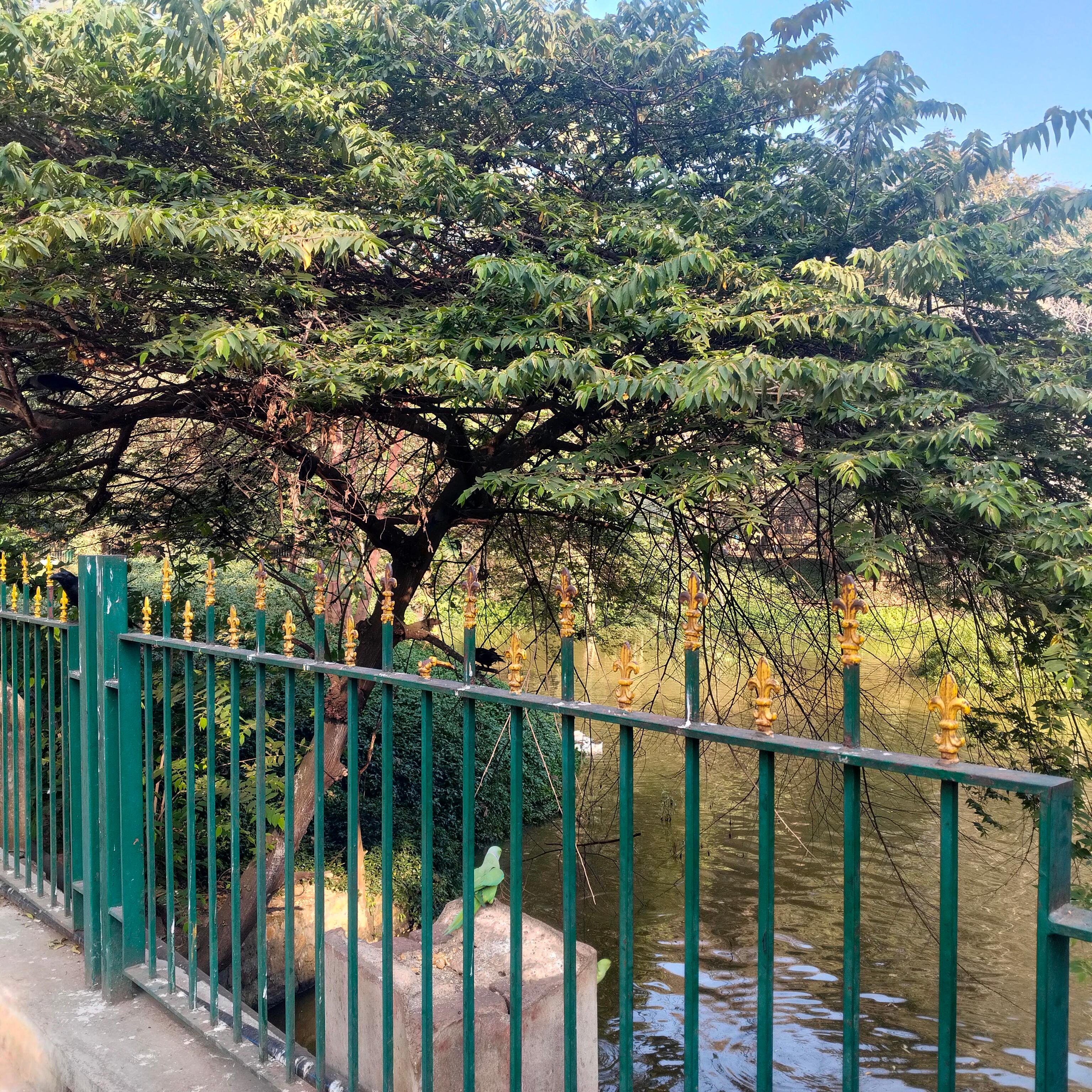 Cubbon Park Heritage and Nature Walking Tour