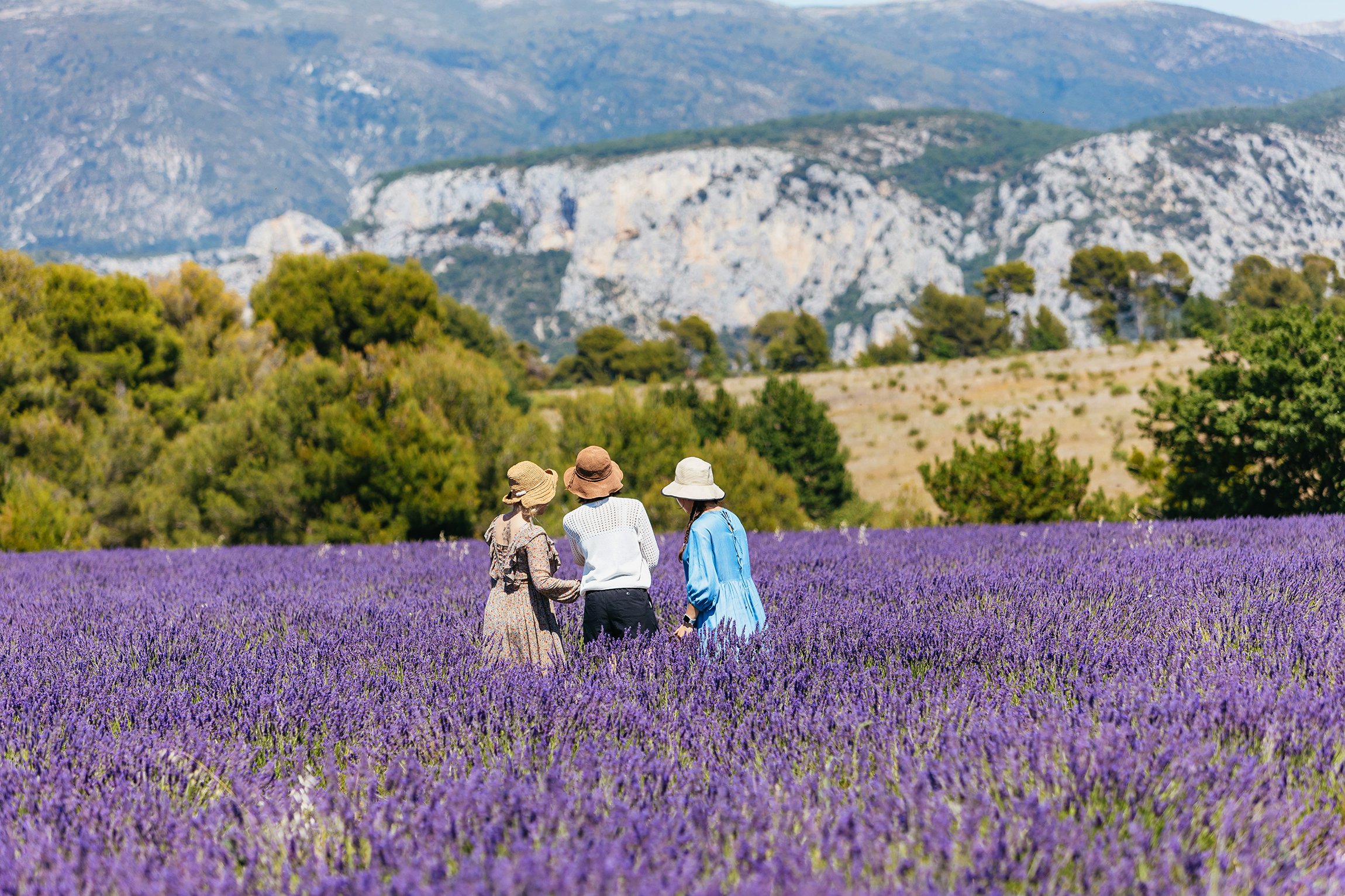 Valensole lavender fields in Provence — guided lavender tour photo 1
