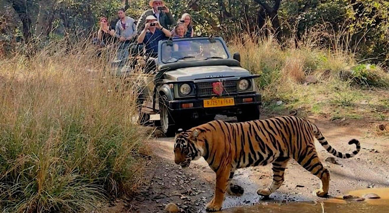 Chitwan National Park 3-Day All-Inclusive Safari from Kathmandu or Pokhara