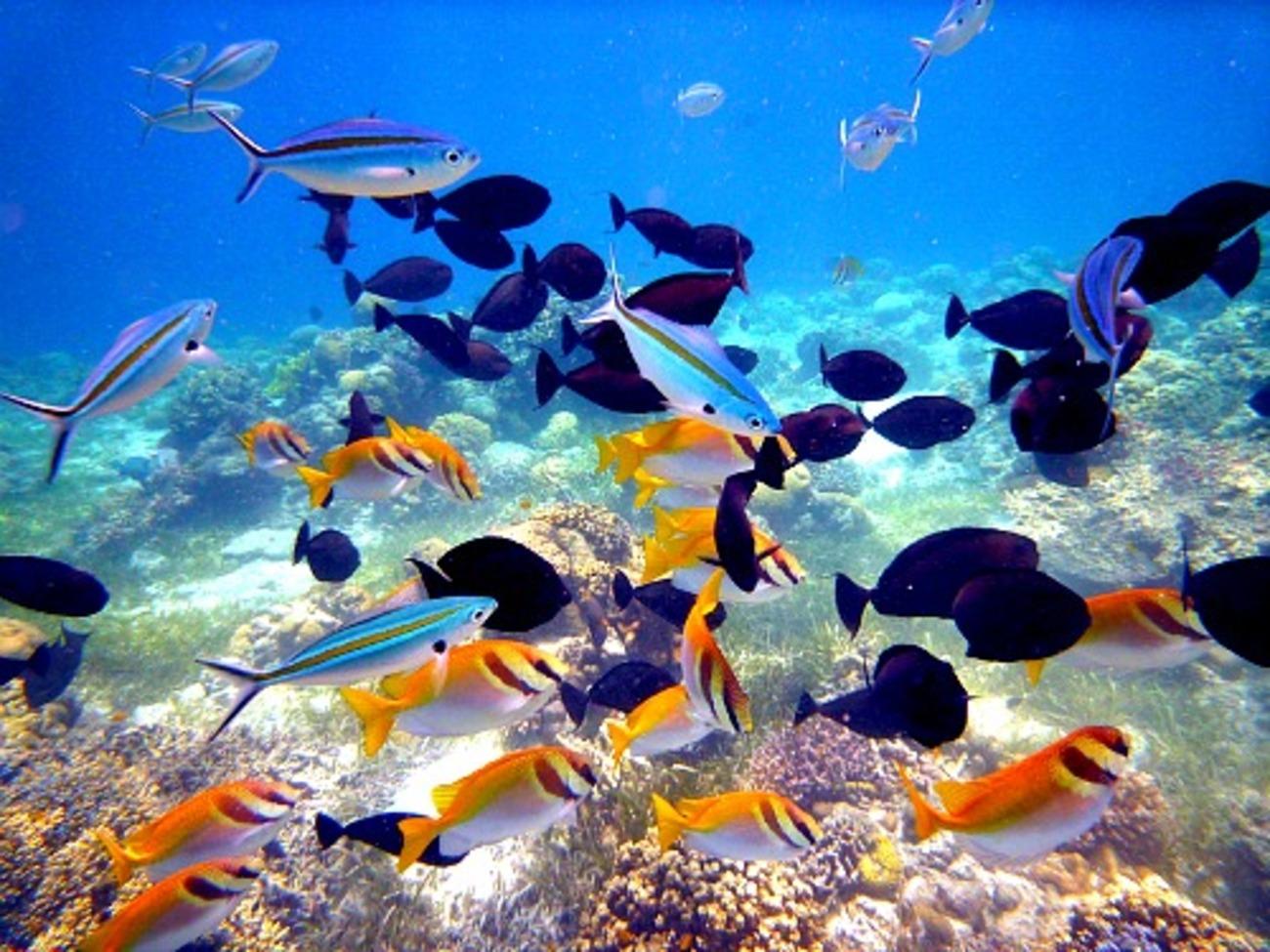 Mactan Island Hopping Boat Tour with Lunch