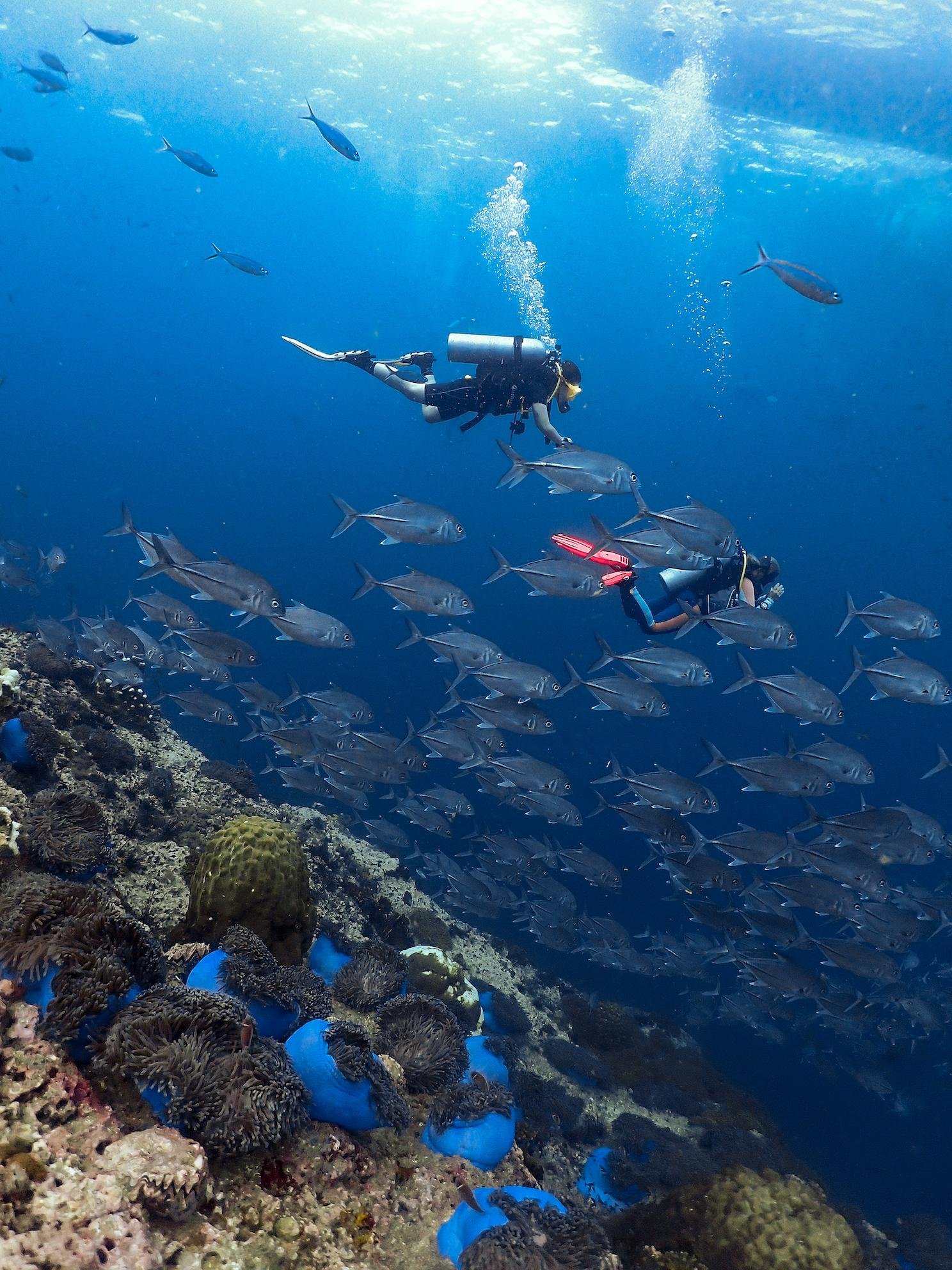 Koh Samui Discovery Scuba Experience: Sail Rock or Koh Tao