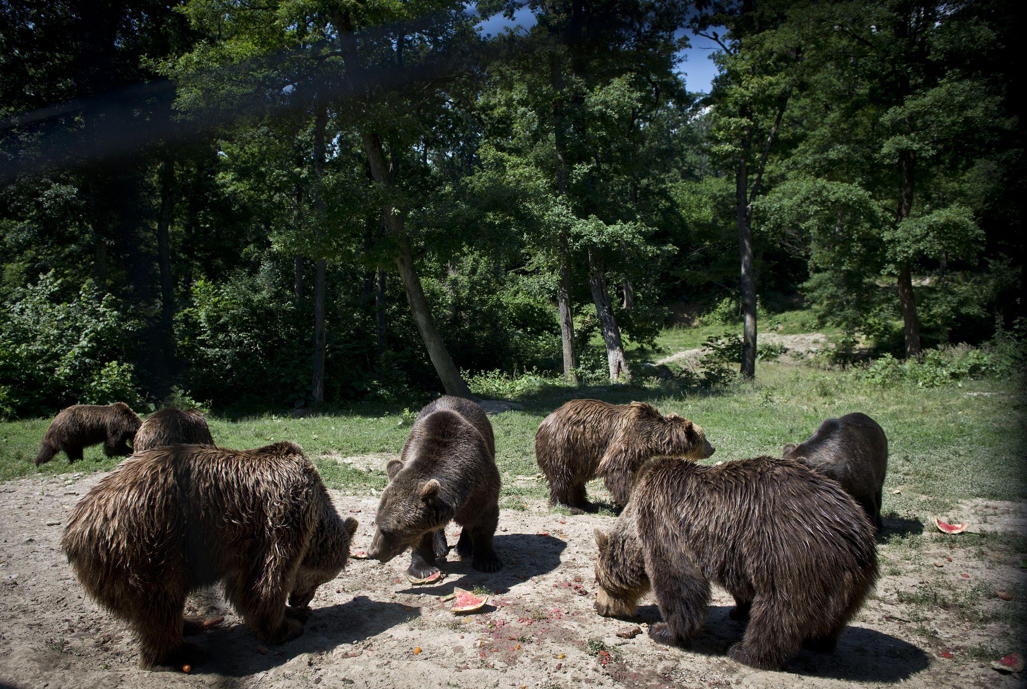 Libearty Bear Sanctuary Trip from Brasov with Transport