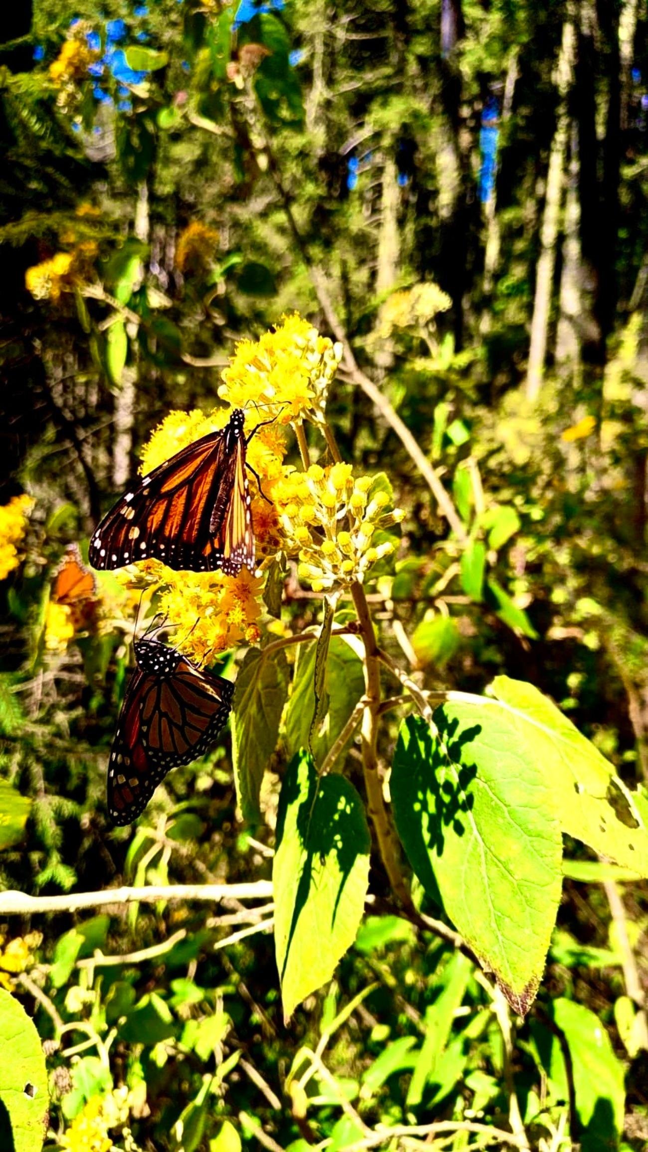 Monarch Butterfly Sanctuary Day Trip from Mexico City