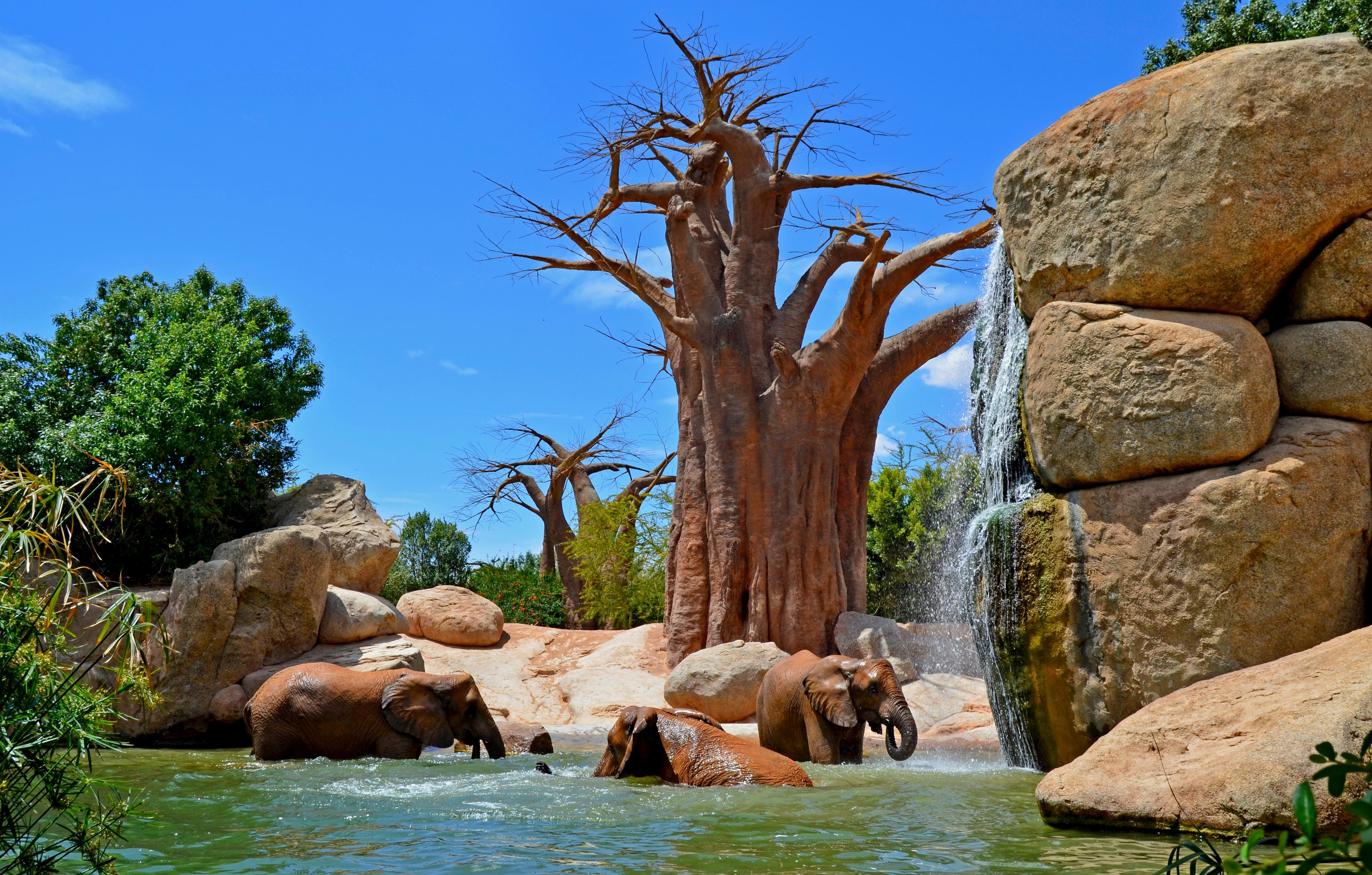 Bioparc Valencia Entry Ticket