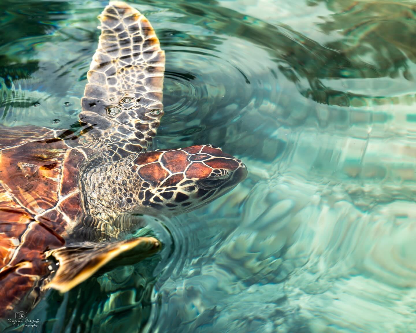 Zanzibar: Swim with Sea Turtles at Salaam Cave, Kizimkazi