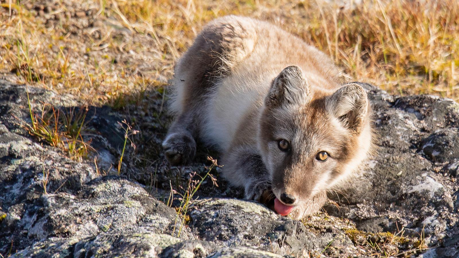 Arctic Wildlife Safari & Polar Plunge Adventure
