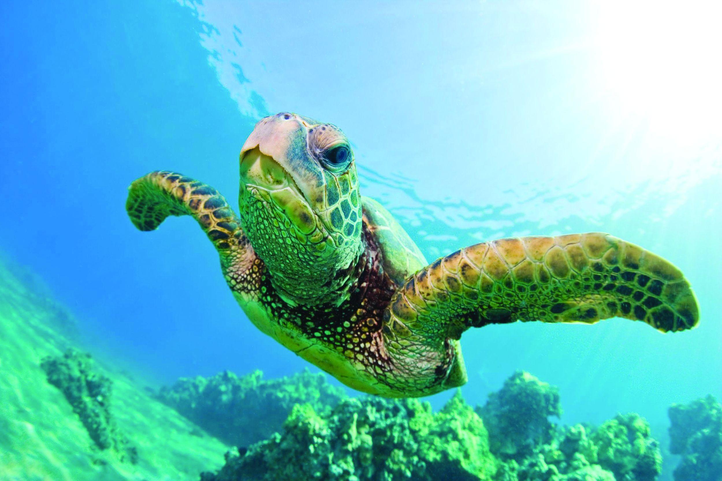 Waikiki Turtle Snorkel Sailing Adventure