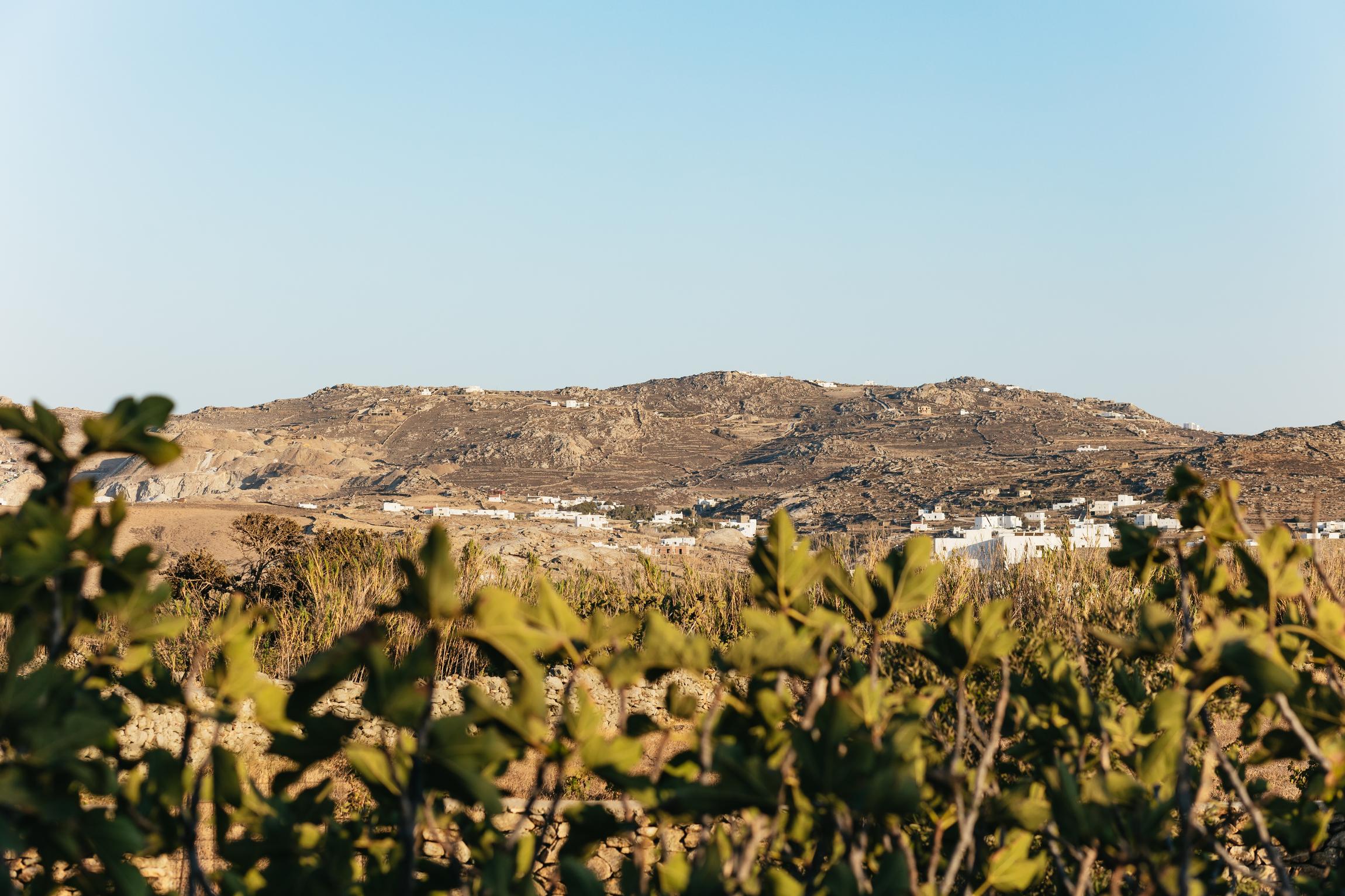 Mykonos Organic Vineyard Tour with Wine and Local Bites
