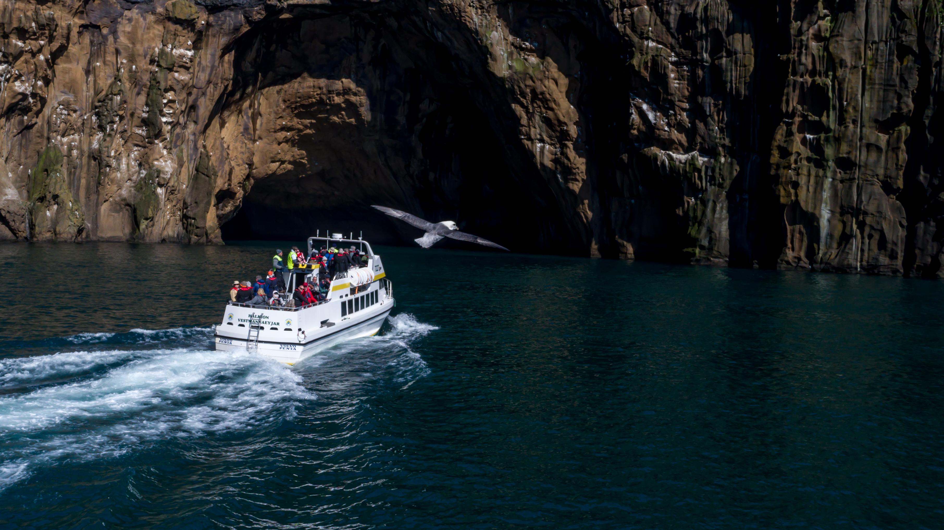 Westman Islands Wildlife & Volcano Cruise