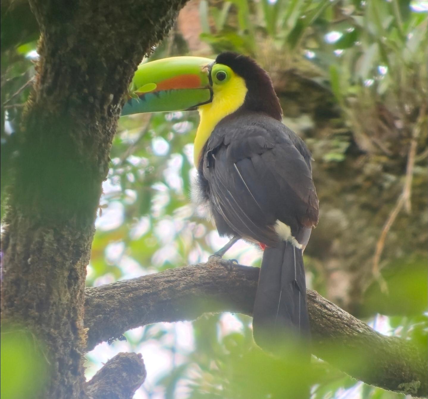 Monteverde Cloud & Transitional Forest Guided Walk