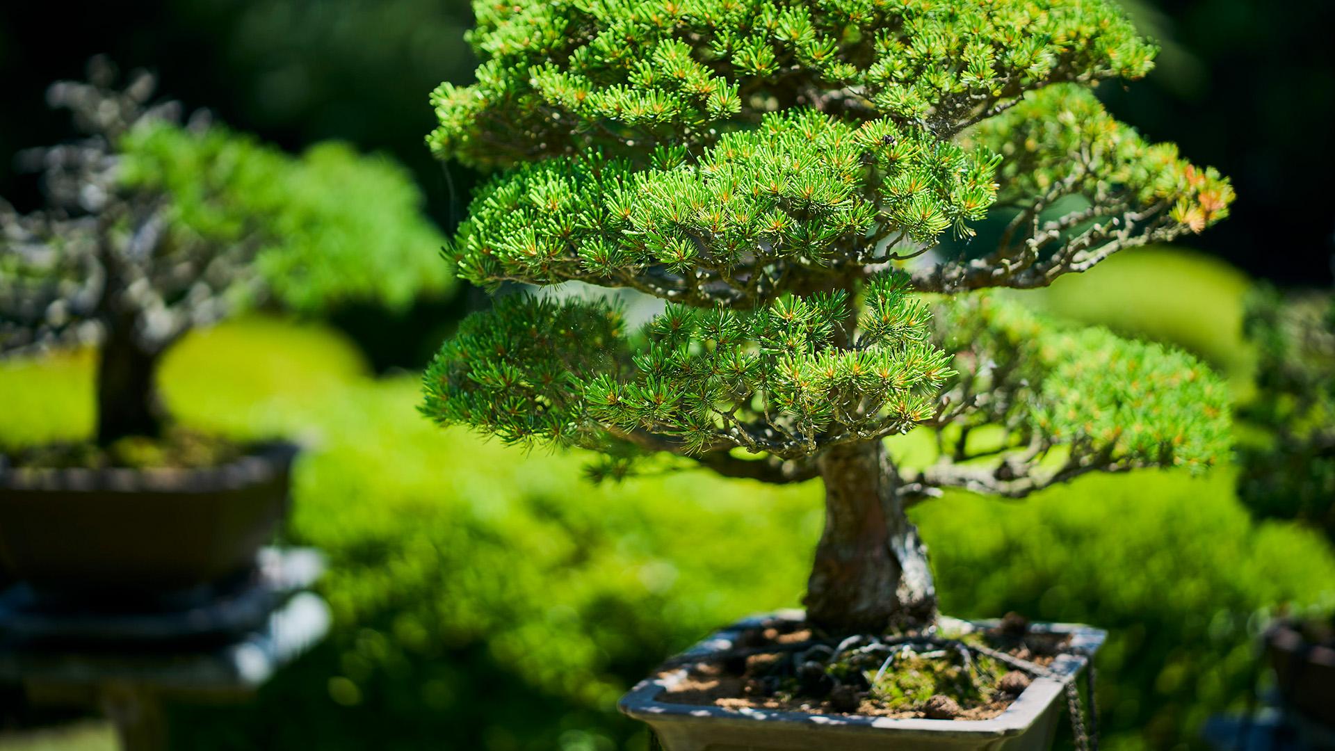 Tokyo Meiji Shrine Walking Tour: Shinto Faith & Imperial Legacy