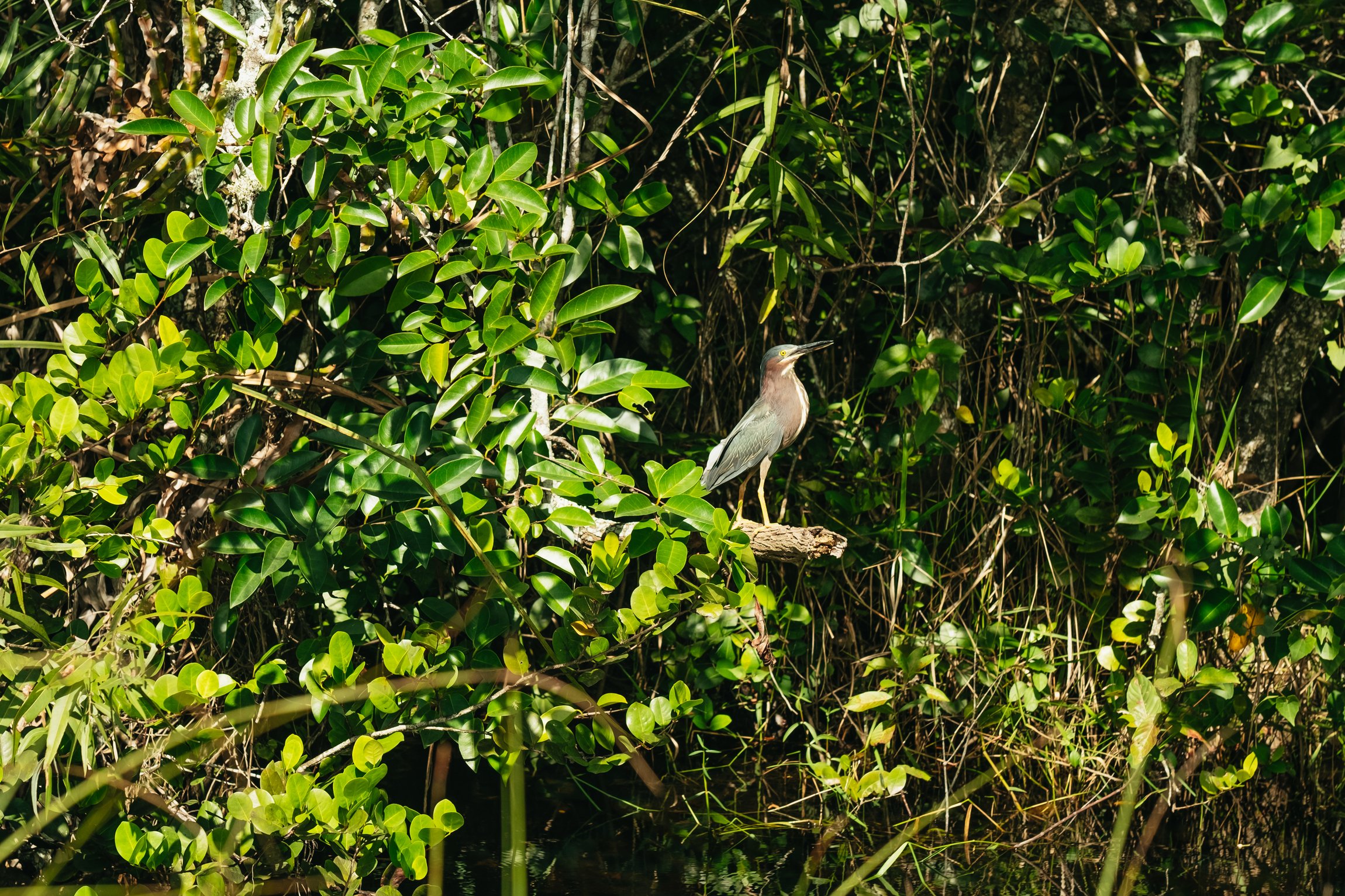 Everglades airboat tour sawgrass marsh alligator wildlife near Miami Florida — image 10