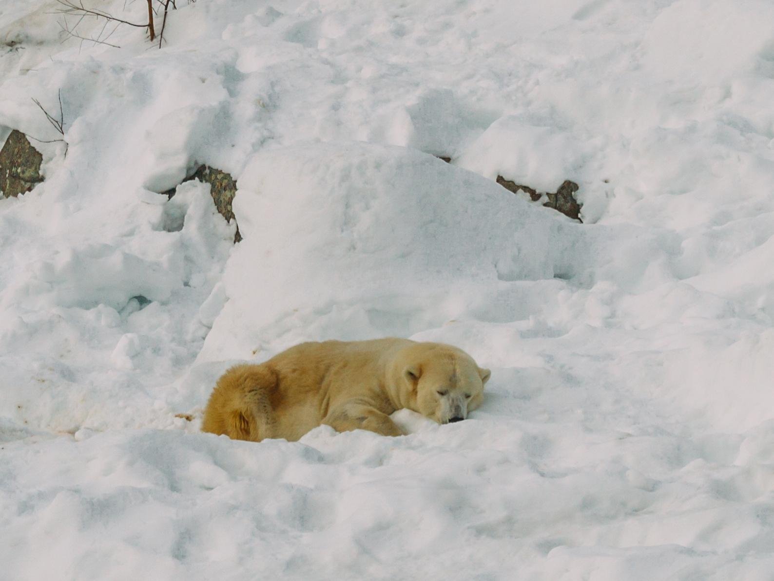 Rovaniemi to Ranua Zoo: Guided Arctic Wildlife Day Trip