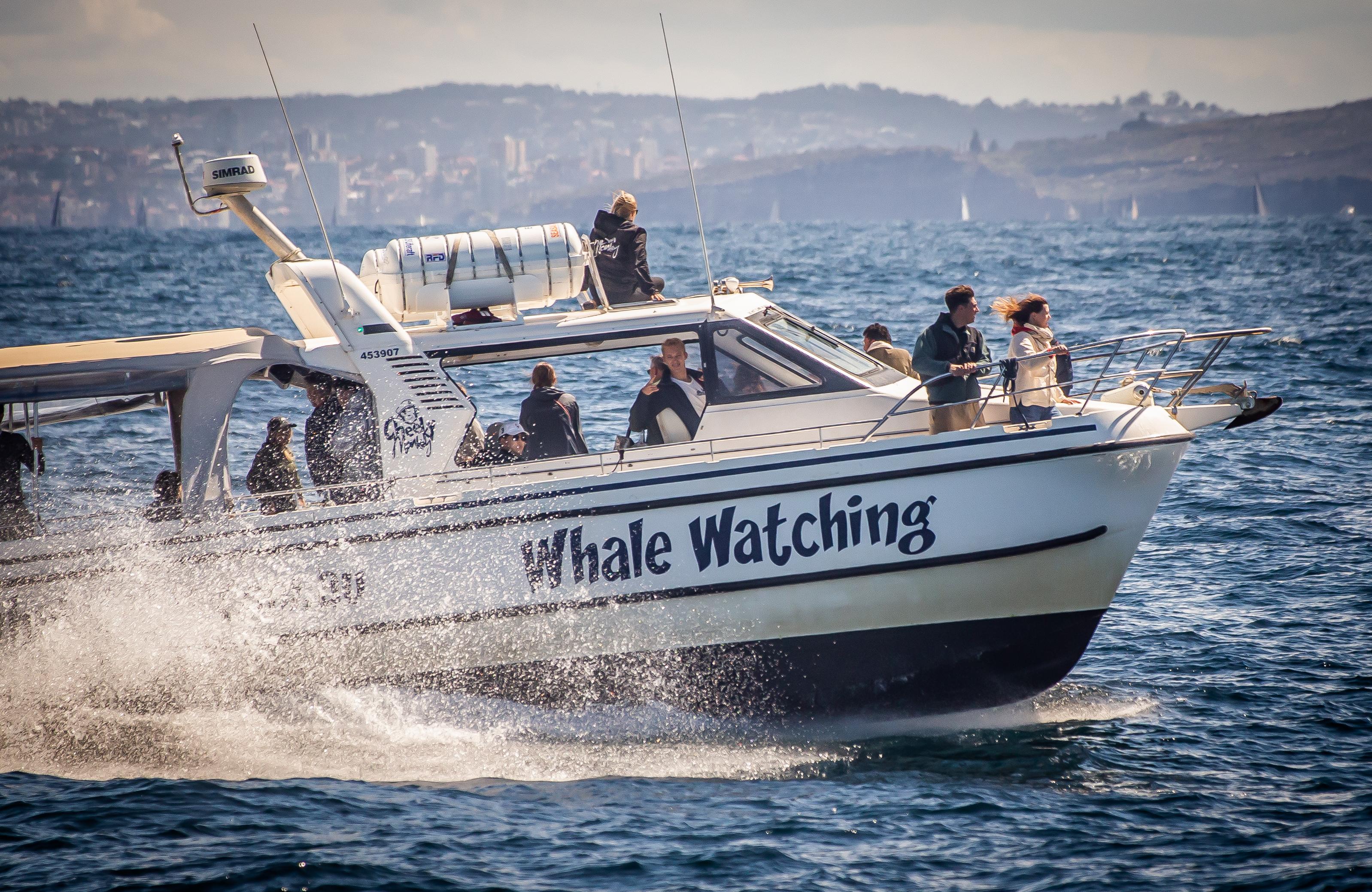 Sydney: Ocean Whale Watching Experience