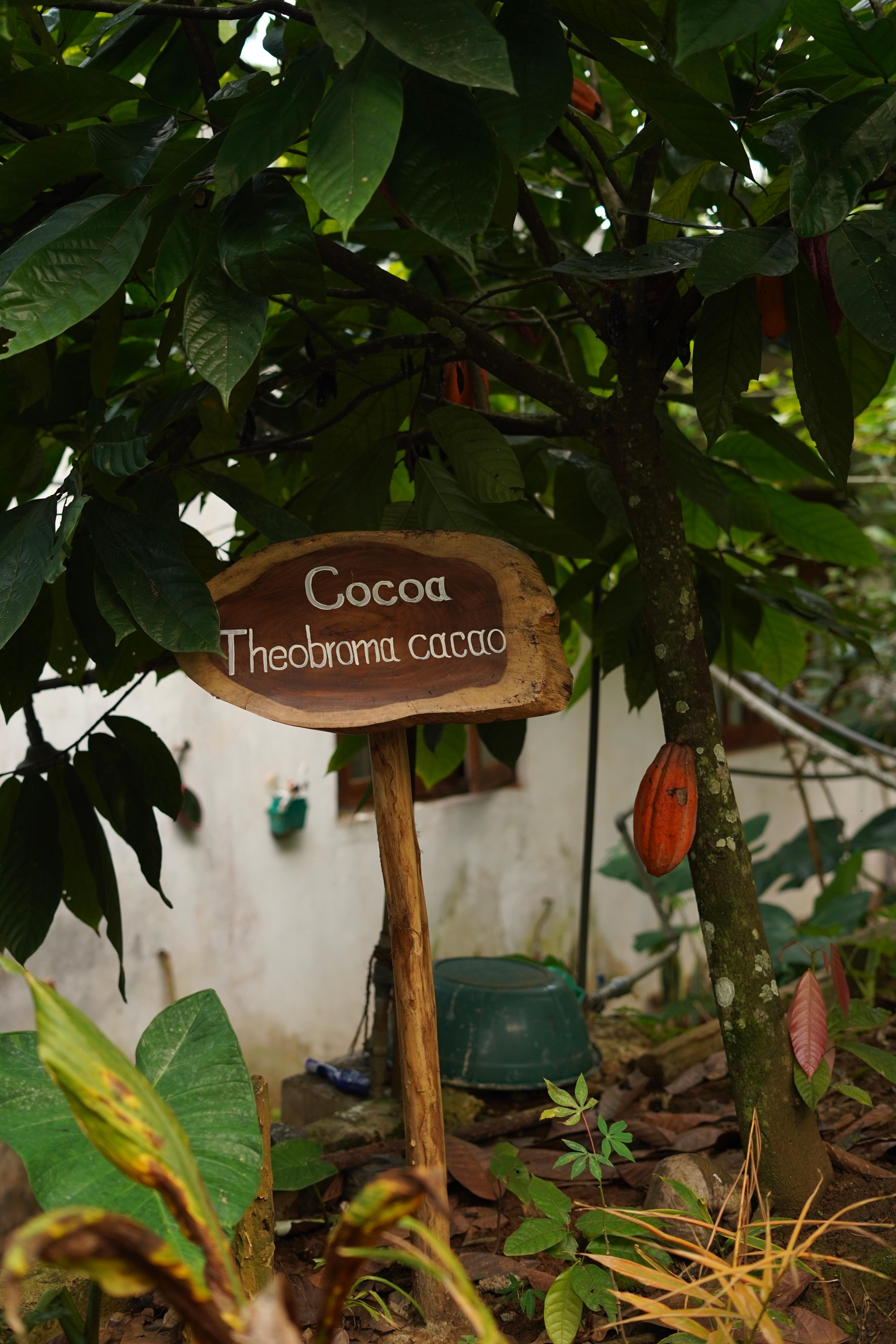 Ella Spice Garden Tour & Authentic Cooking Class