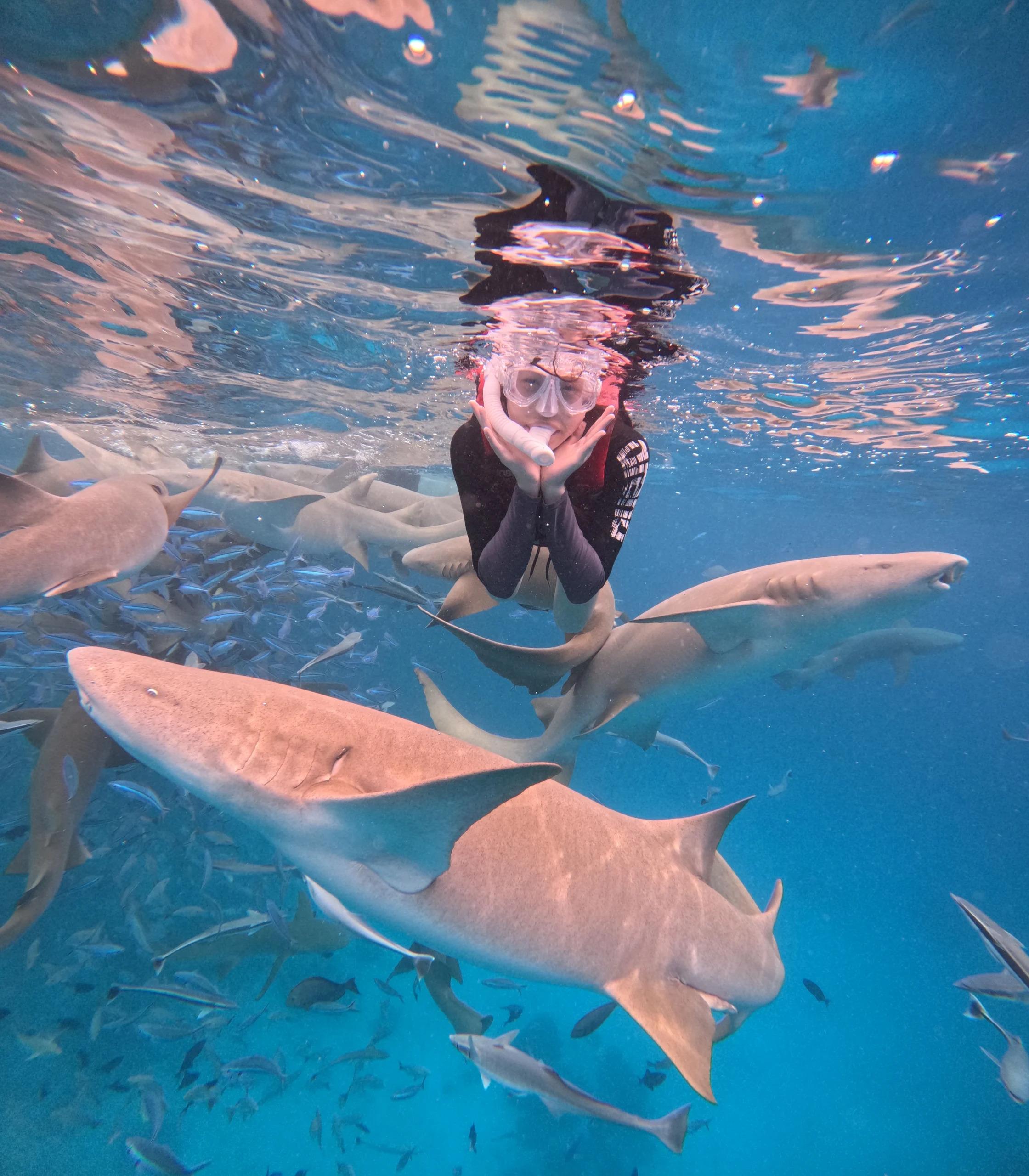 Vaavu Atoll Marine Safari: Nurse Sharks, Stingrays & Dolphins