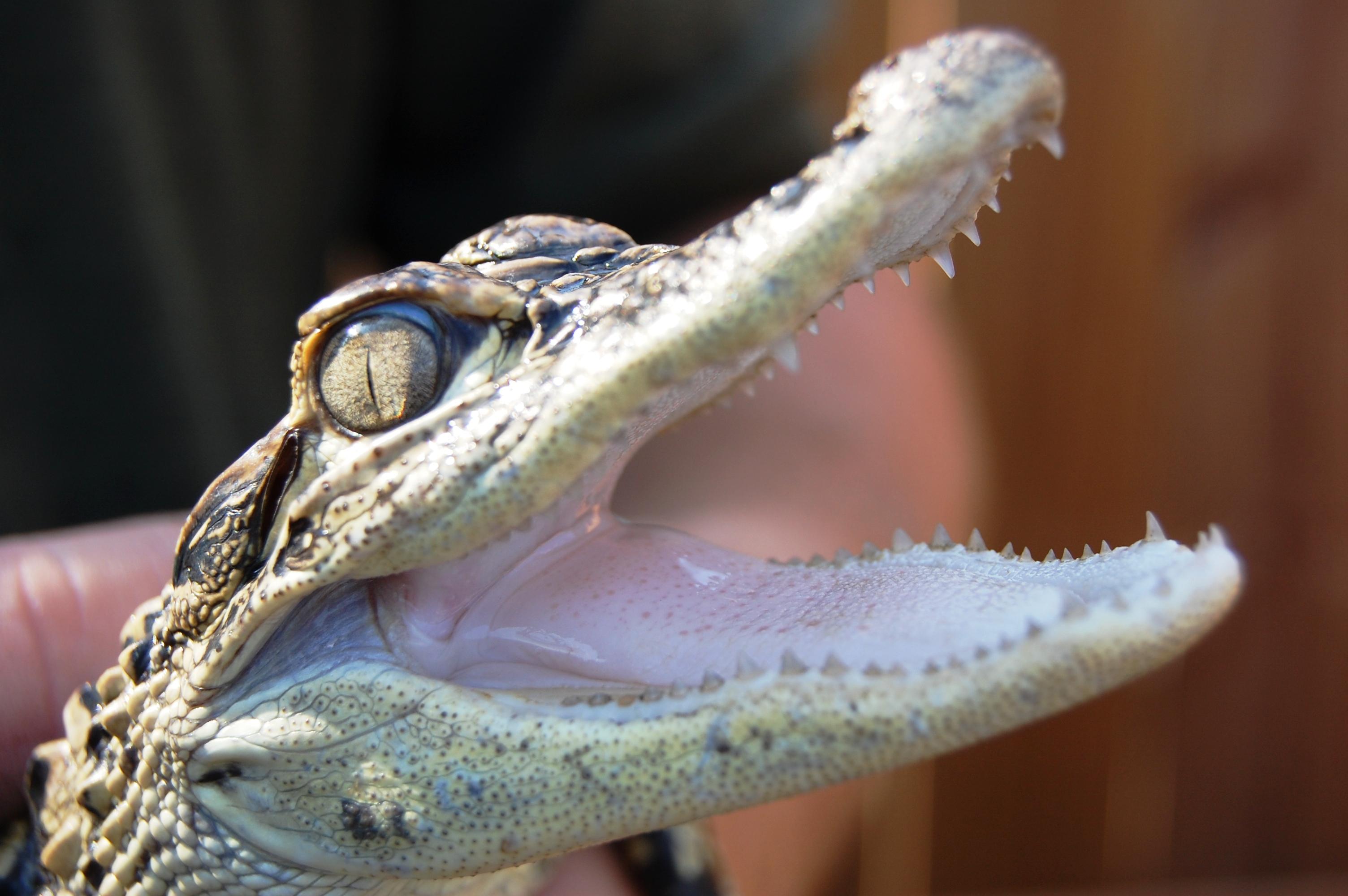 Miami Ultimate 3-in-1: Everglades, Bay Cruise & City Bus