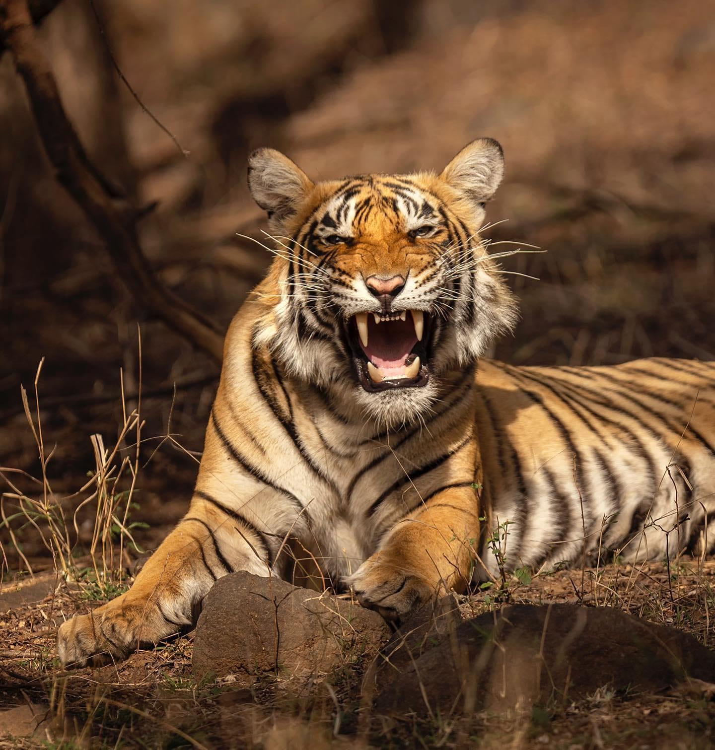 Ranthambore National Park Jungle Safari (Jeep or Canter)