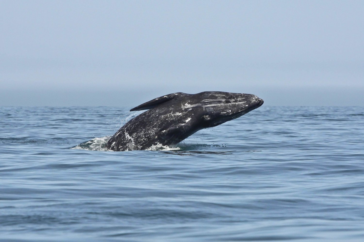 San Diego: Whale Watching Tour - Flagship Cruises & Events