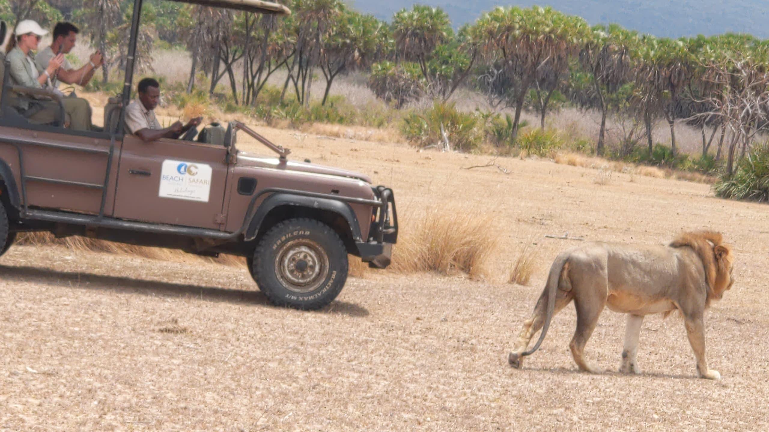 Zanzibar to Mikumi: Fly-In Safari Day Trip with Bush Lunch