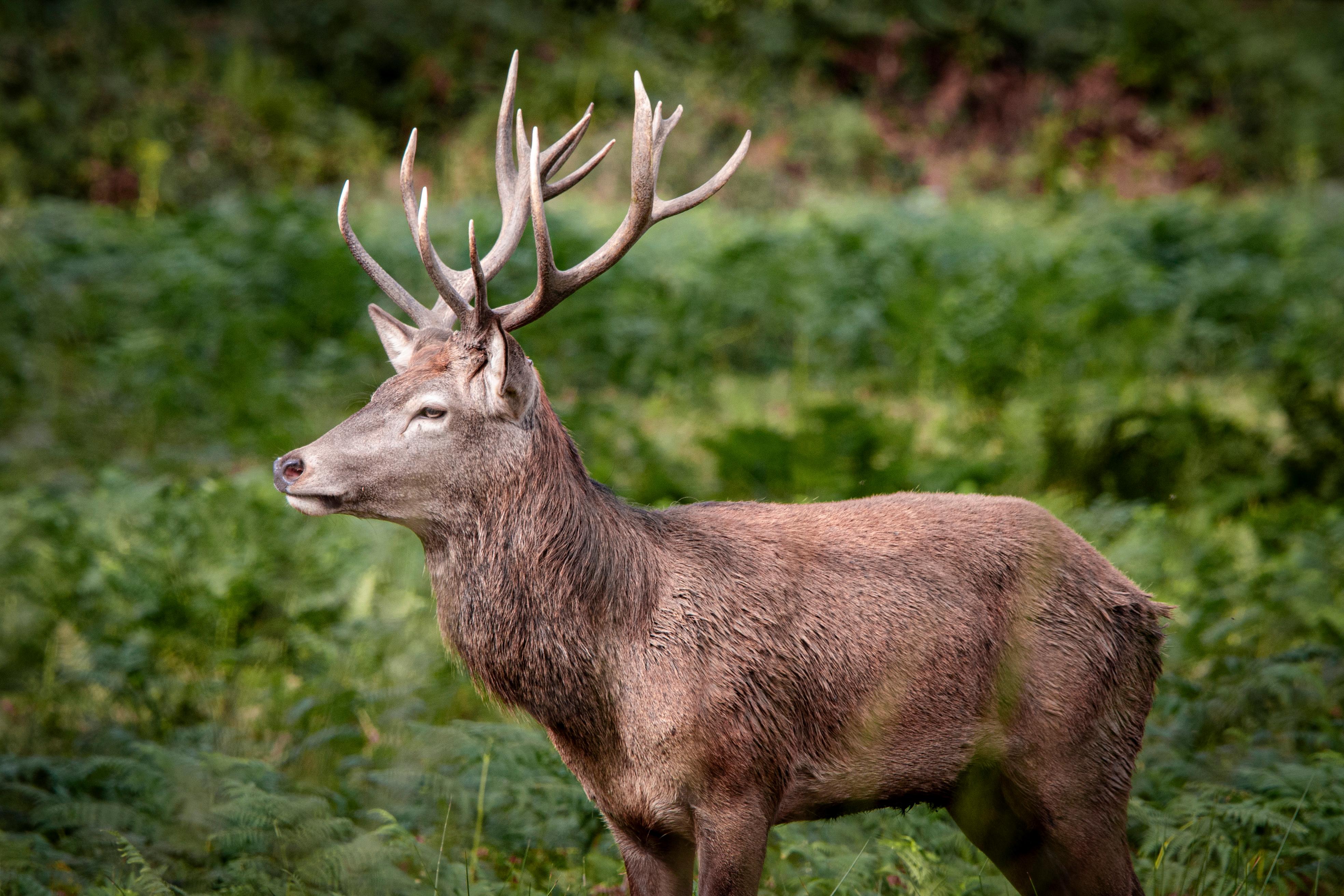 London: Richmond Park Nature Photography Workshop