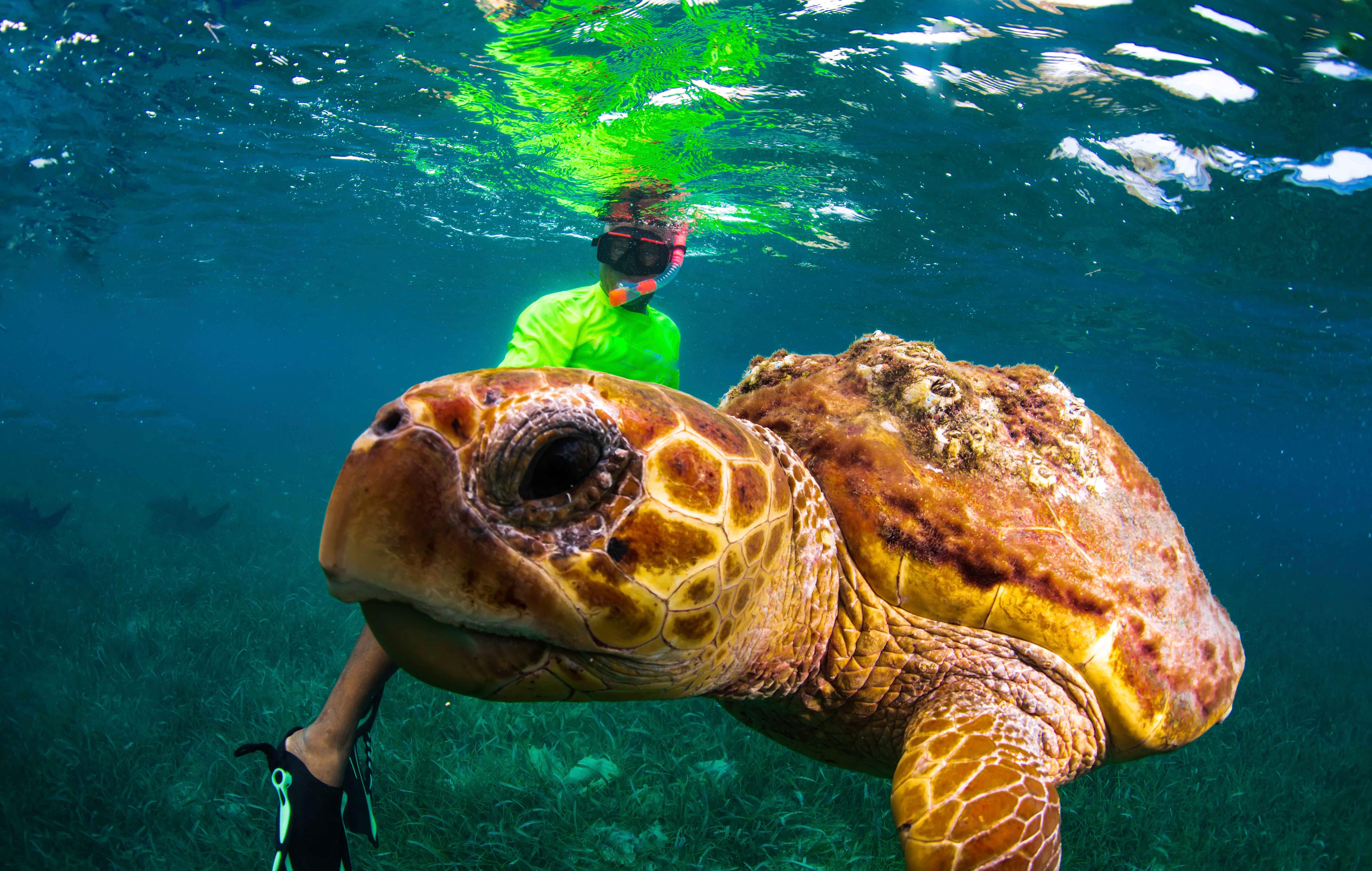 Silk Cayes Snorkeling Adventure with Marine Life Encounters