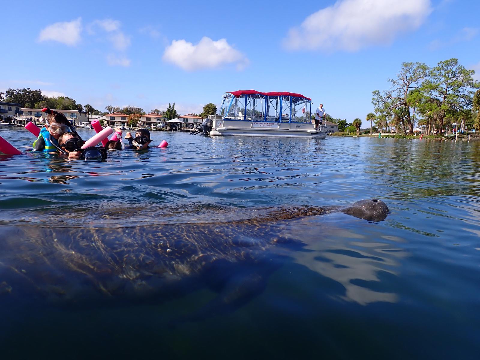 Guests snorkelling near a manatee with their boat in the background