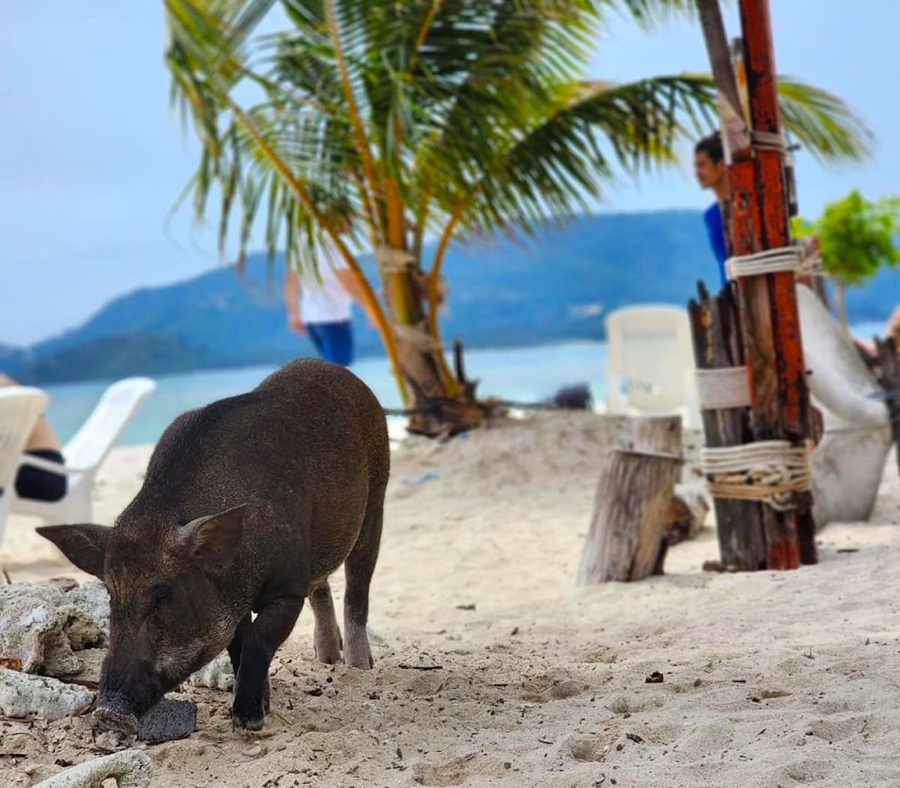 Private Longtail Boat Tour: Koh Madsum Pig Island & Snorkeling