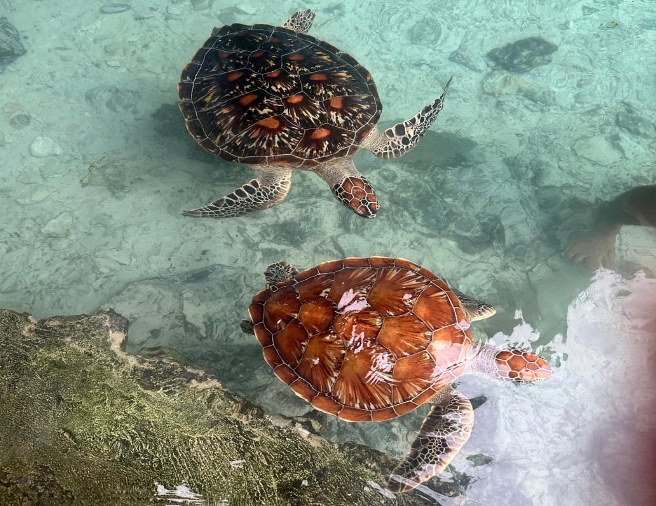 Zanzibar: Jozani Forest, Sea Turtles & Spice Farm Day Tour