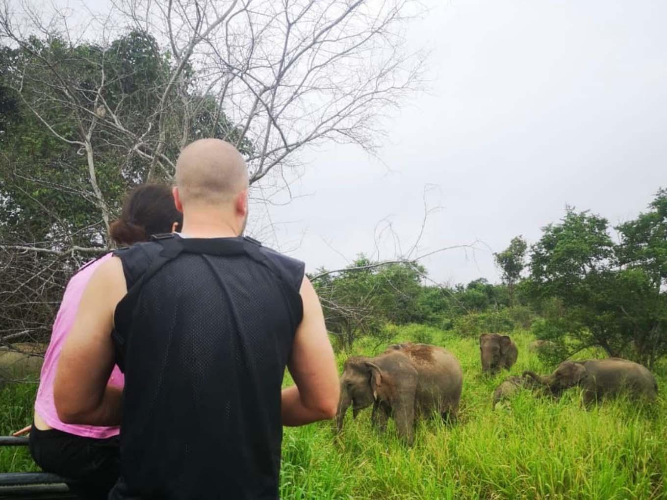 Minneriya National Park Wildlife Safari from Sigiriya