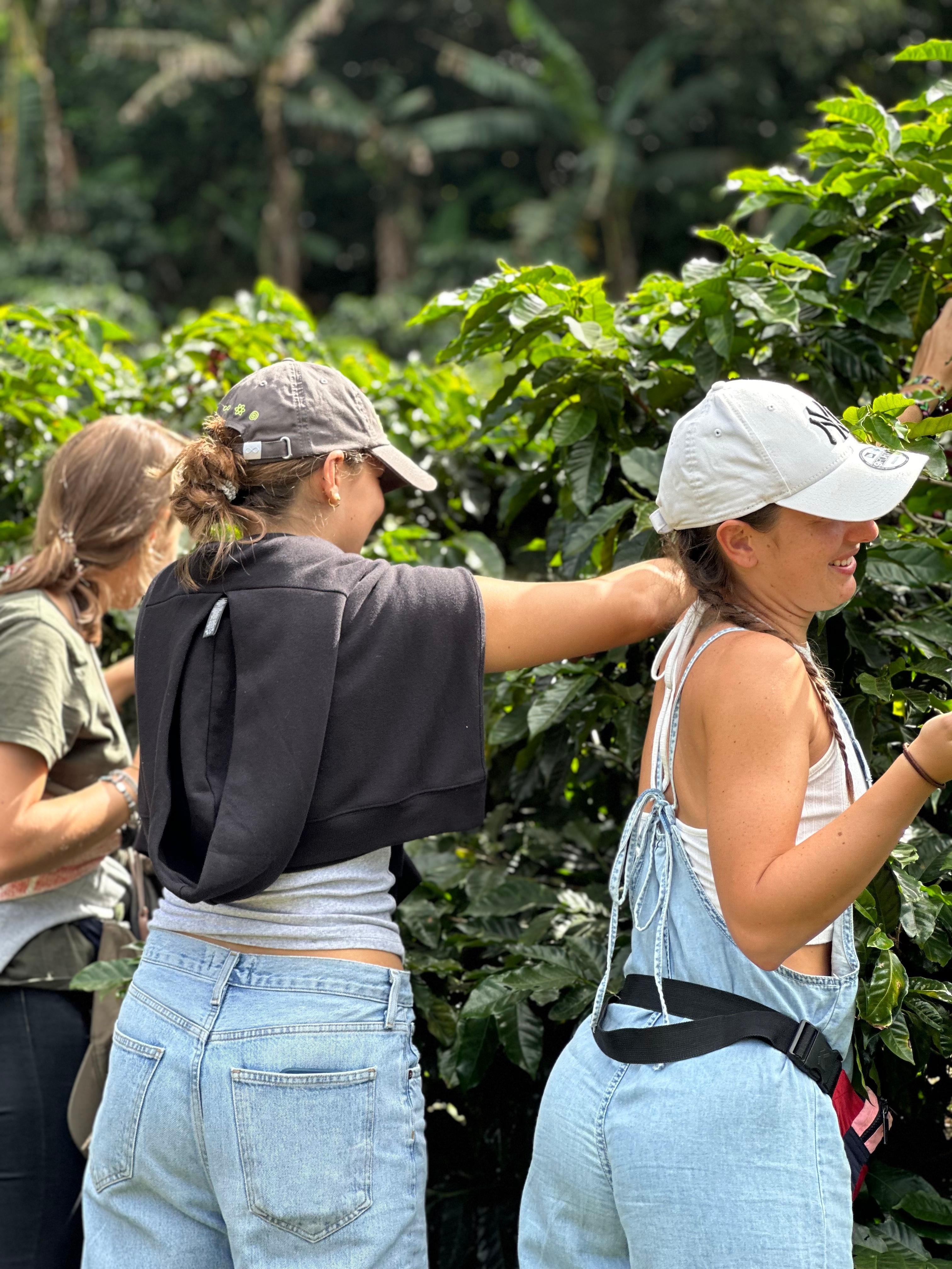 Monteverde Coffee Farm & Roastery Tour with Tasting