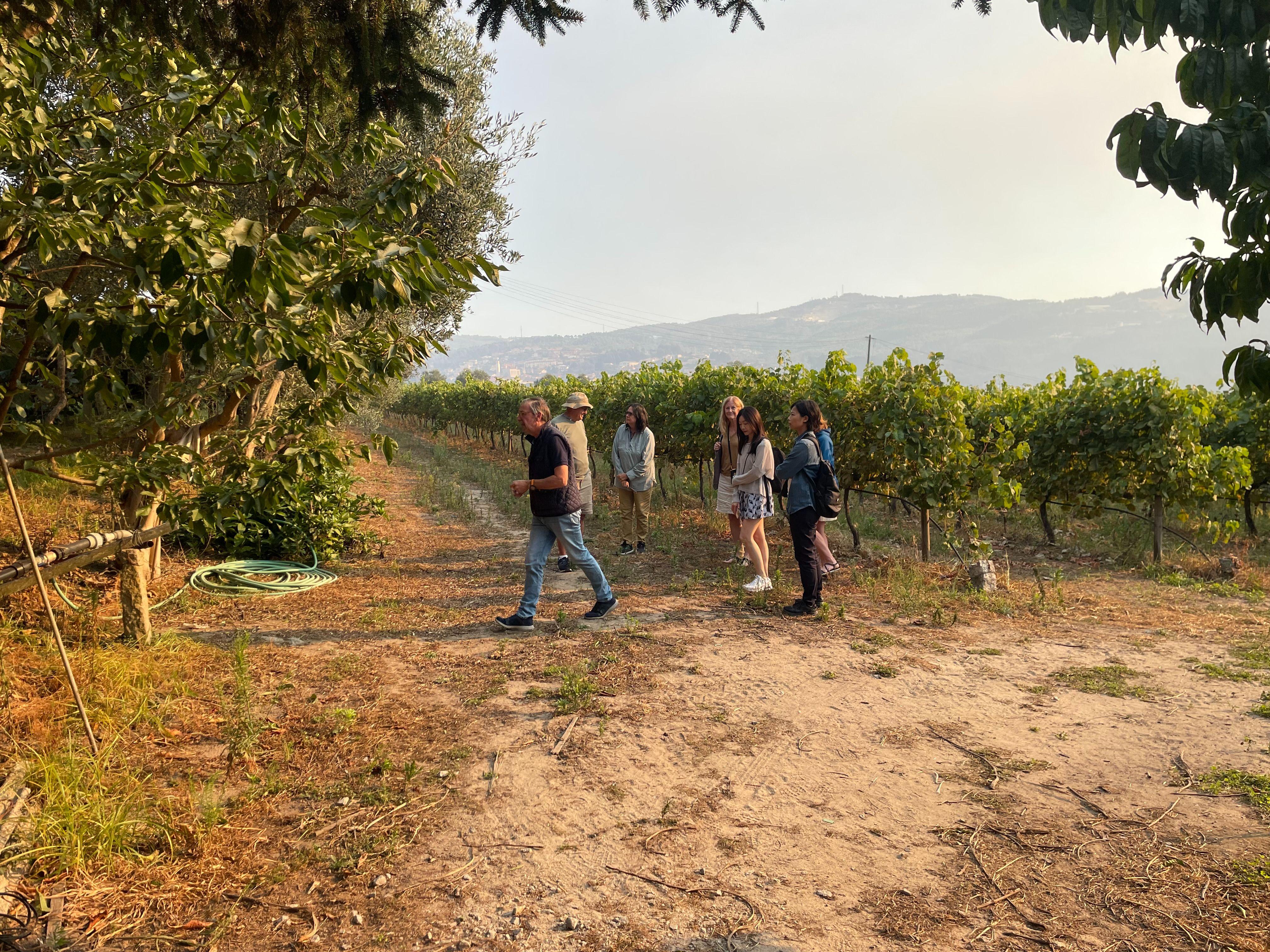 Douro Valley Wine & Boat Tour from Porto with Sommelier Guide
