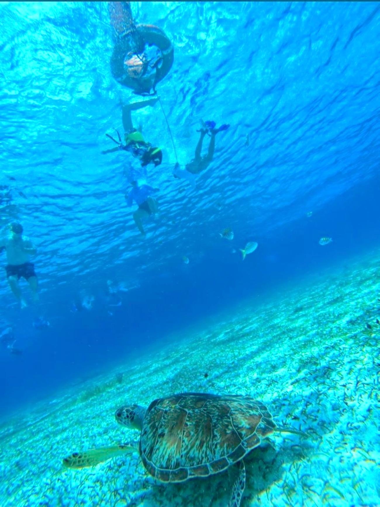Cozumel Reef Snorkeling & El Cielo Sanctuary Tour