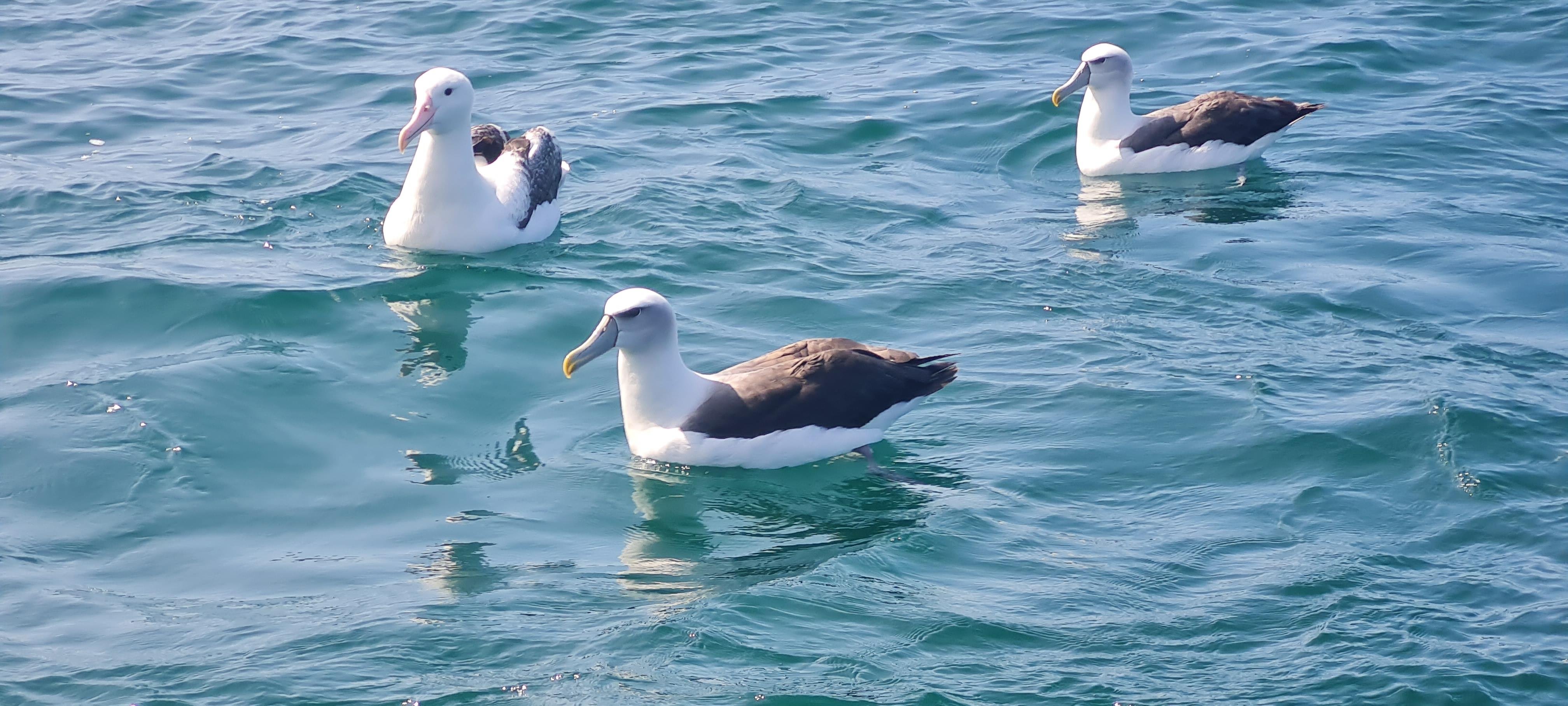 Otago Harbour Albatross & Wildlife Voyage