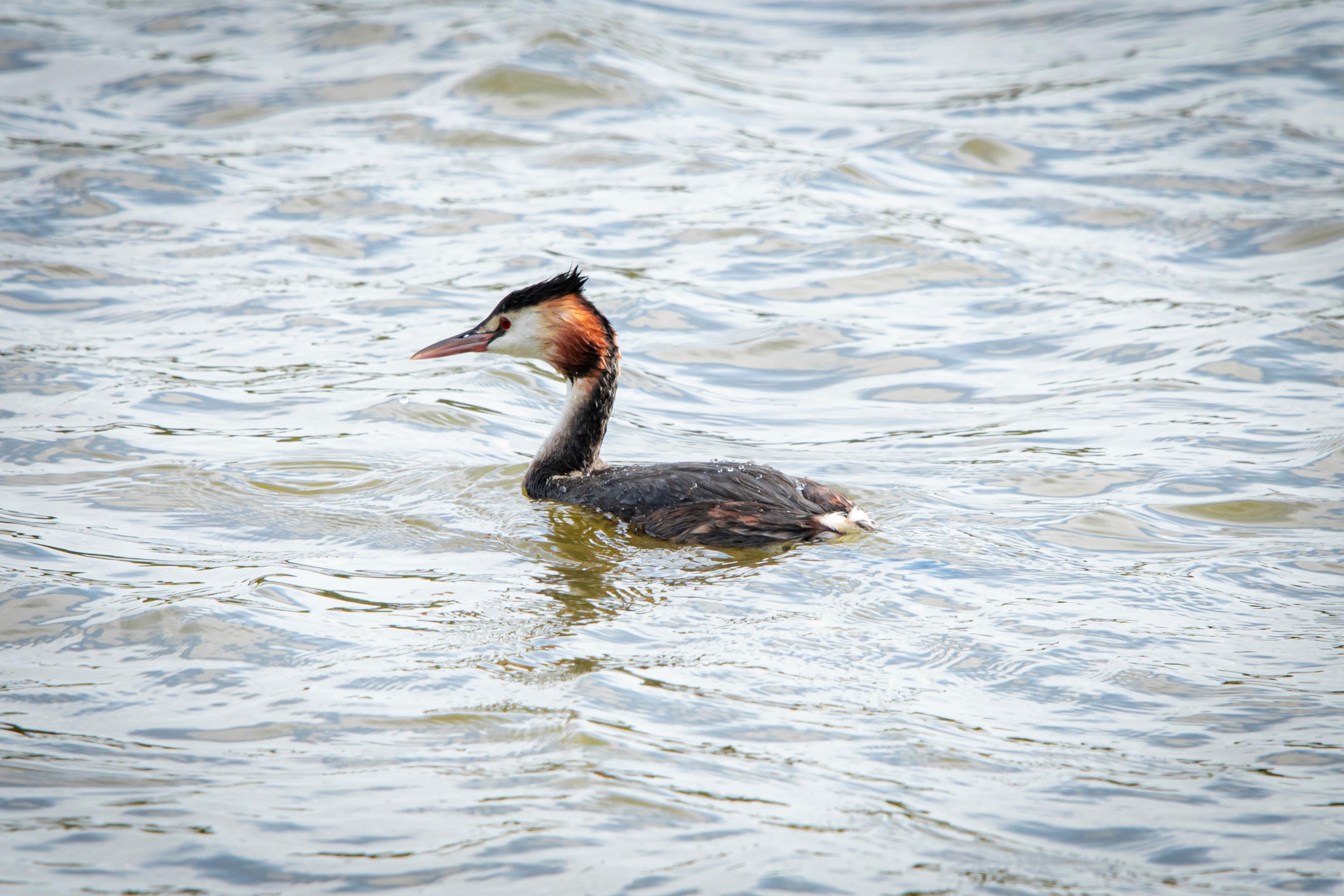 London: Richmond Park Nature Photography Workshop