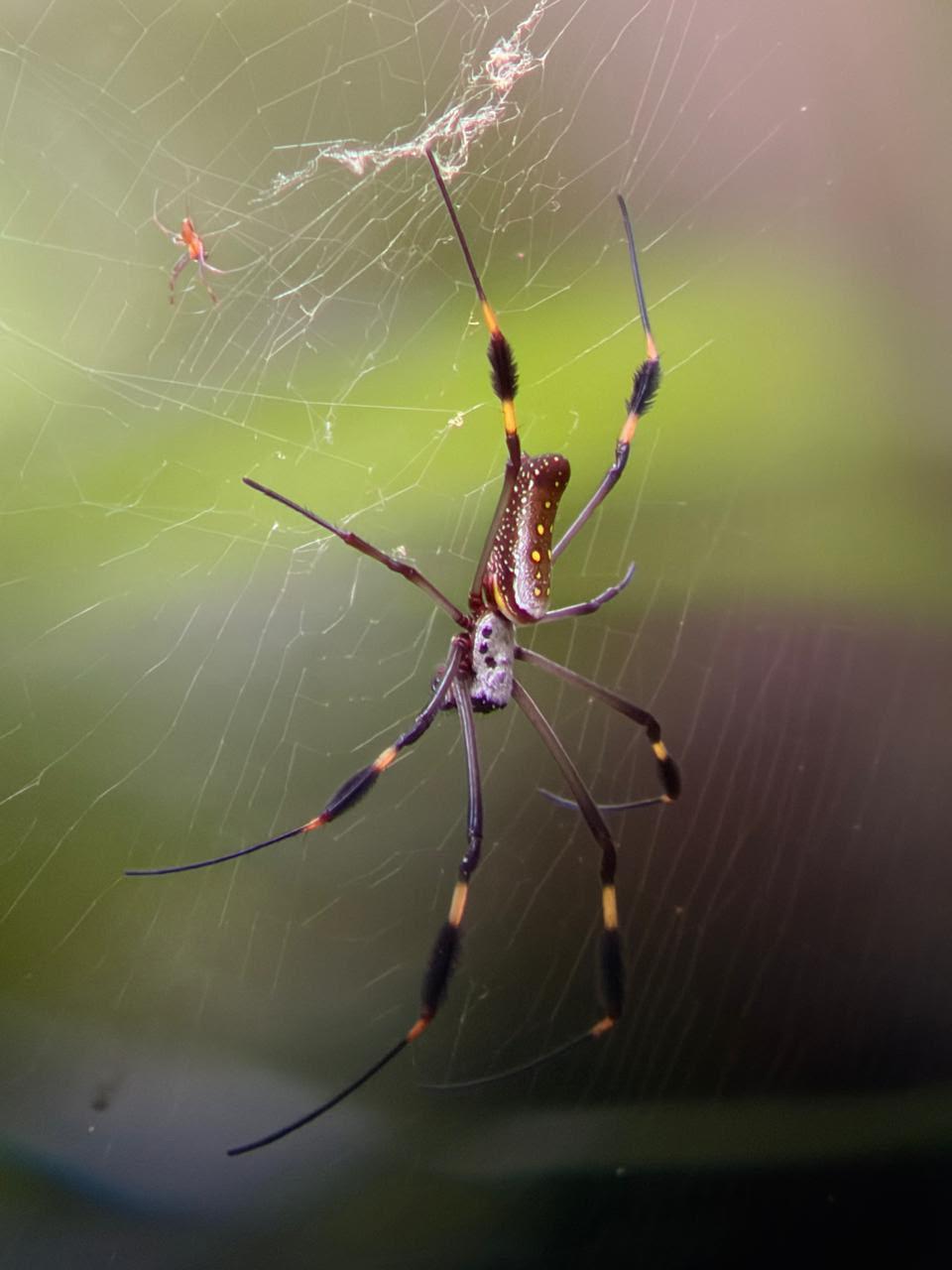 Guided walk in Manuel Antonio National Park, Costa Rica — image 37