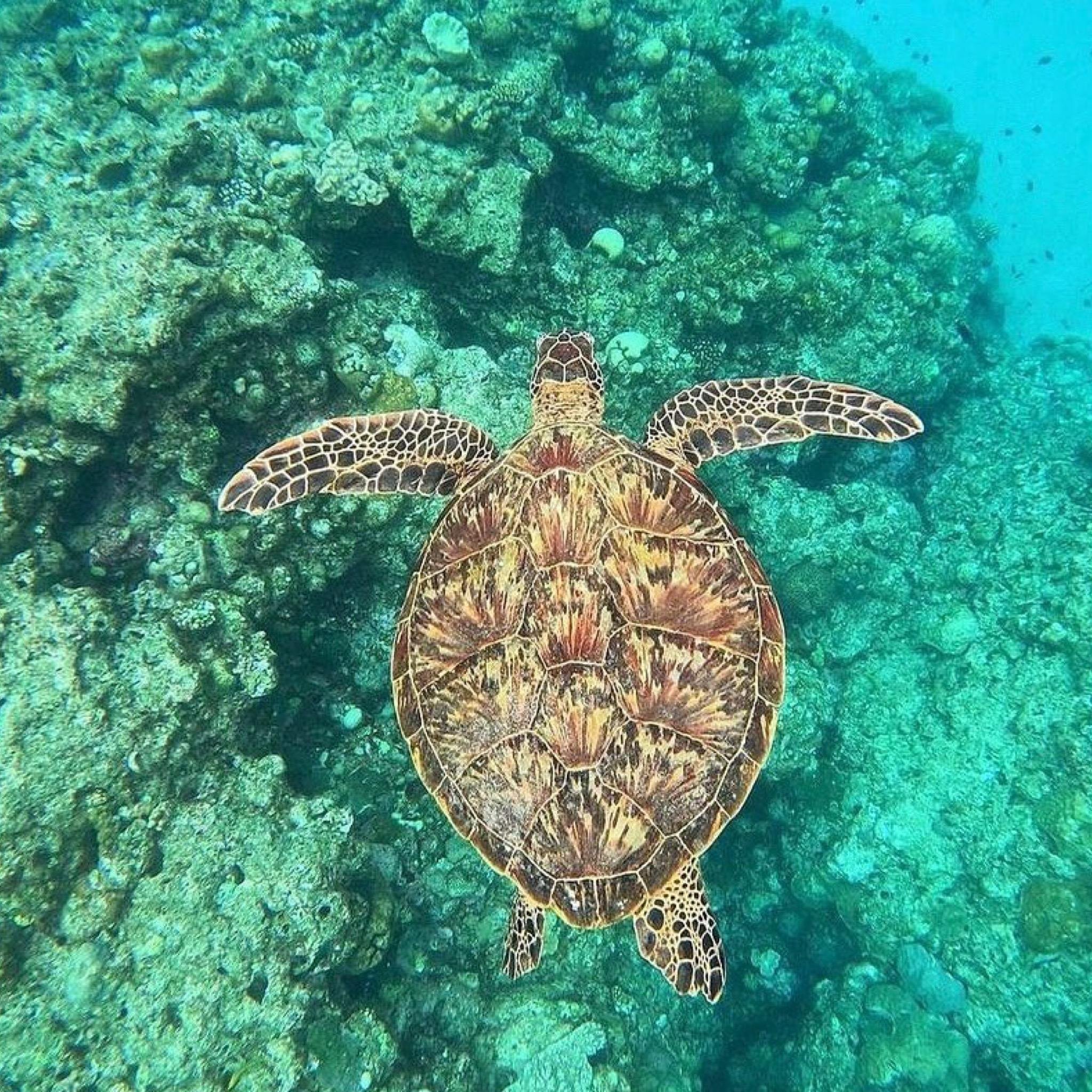 Bali Snorkeling Excursion: Blue Lagoon & Tanjung Jepun