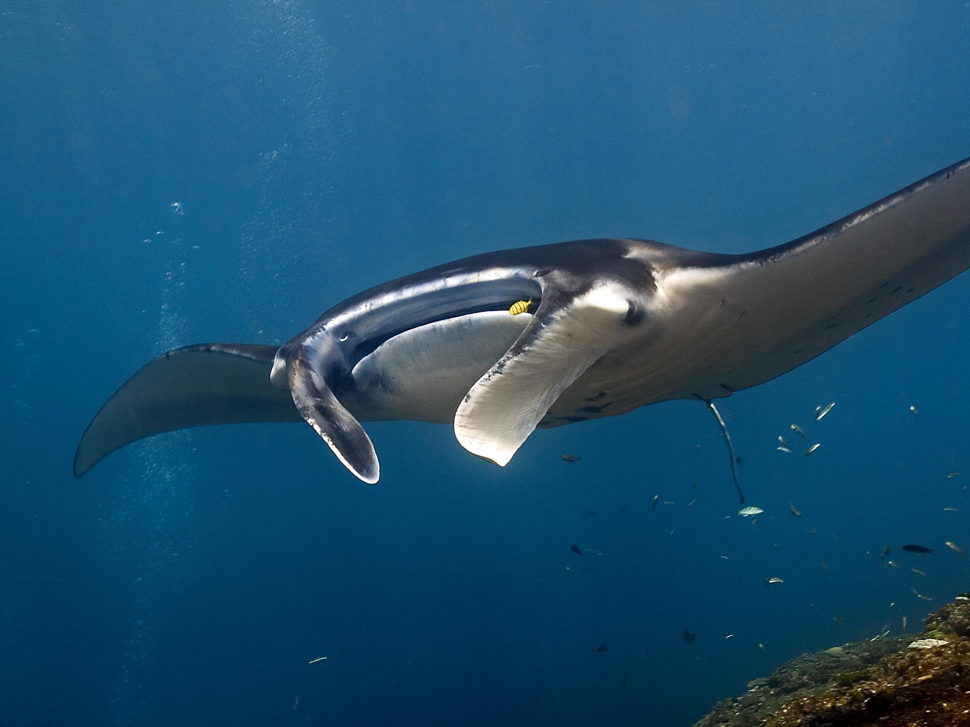 Nusa Penida Fun Diving Adventure with Lunch