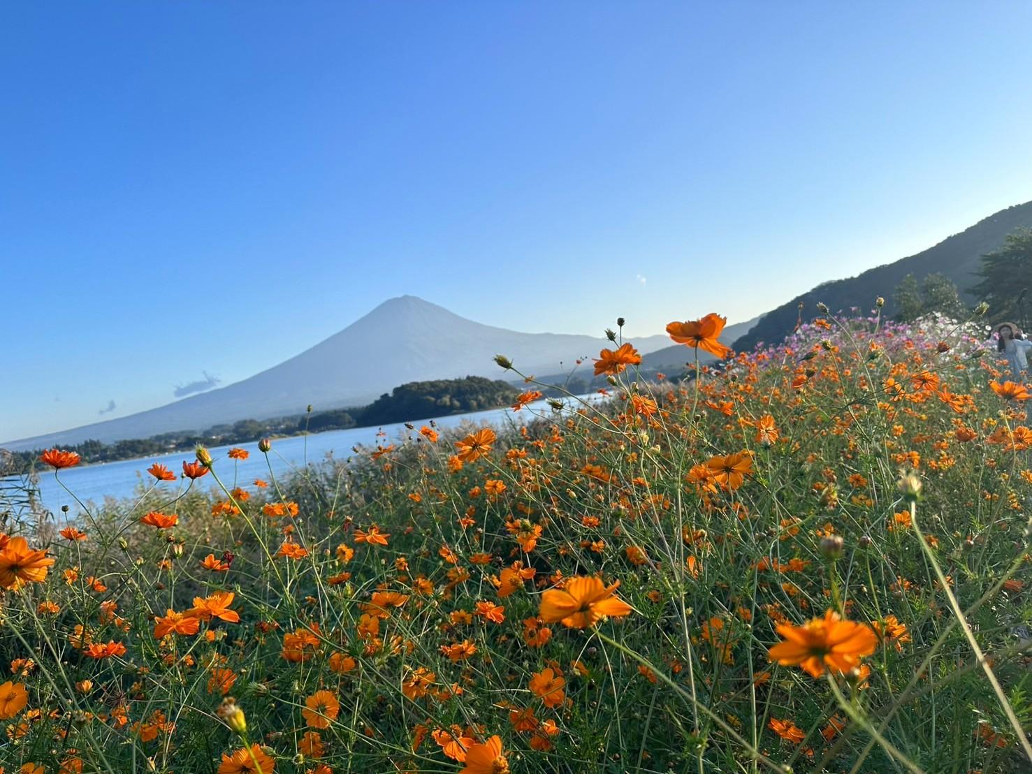 Private Mt. Fuji & Lake Kawaguchi Half-Day Excursion
