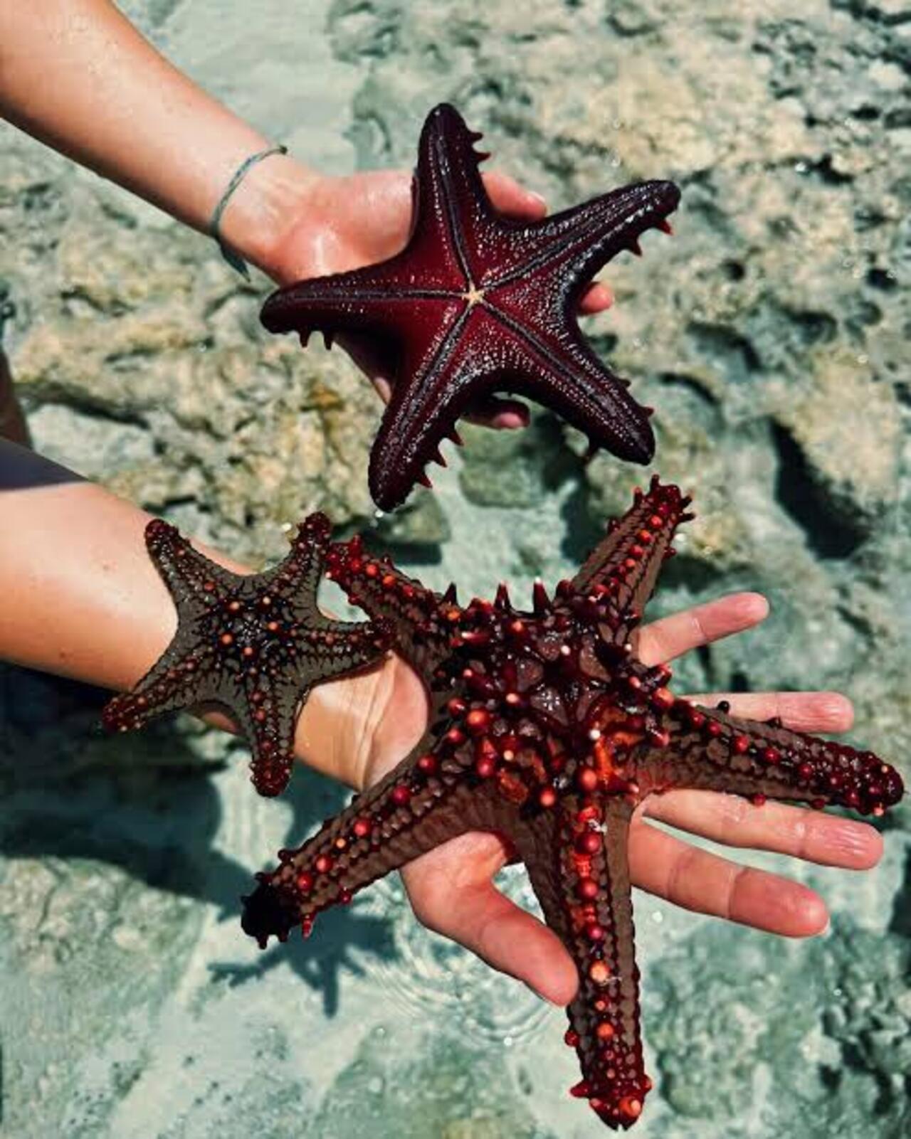 Zanzibar Marine Wonders & The Rock Restaurant Tour