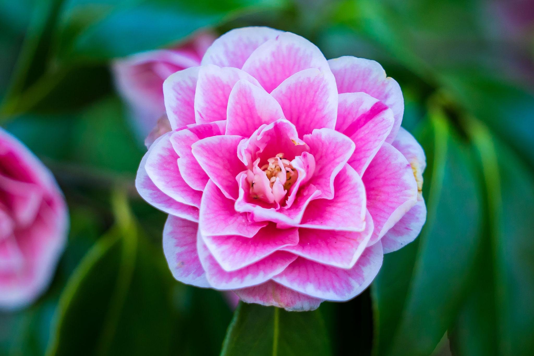 Butchart Gardens — the Sunken Garden, Rose Garden and Japanese Garden — image 9