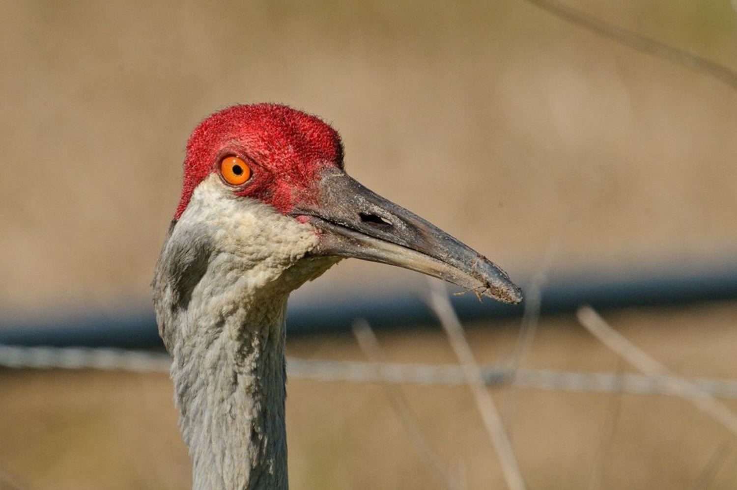 Central Florida Everglades Airboat Adventure & Wildlife Park