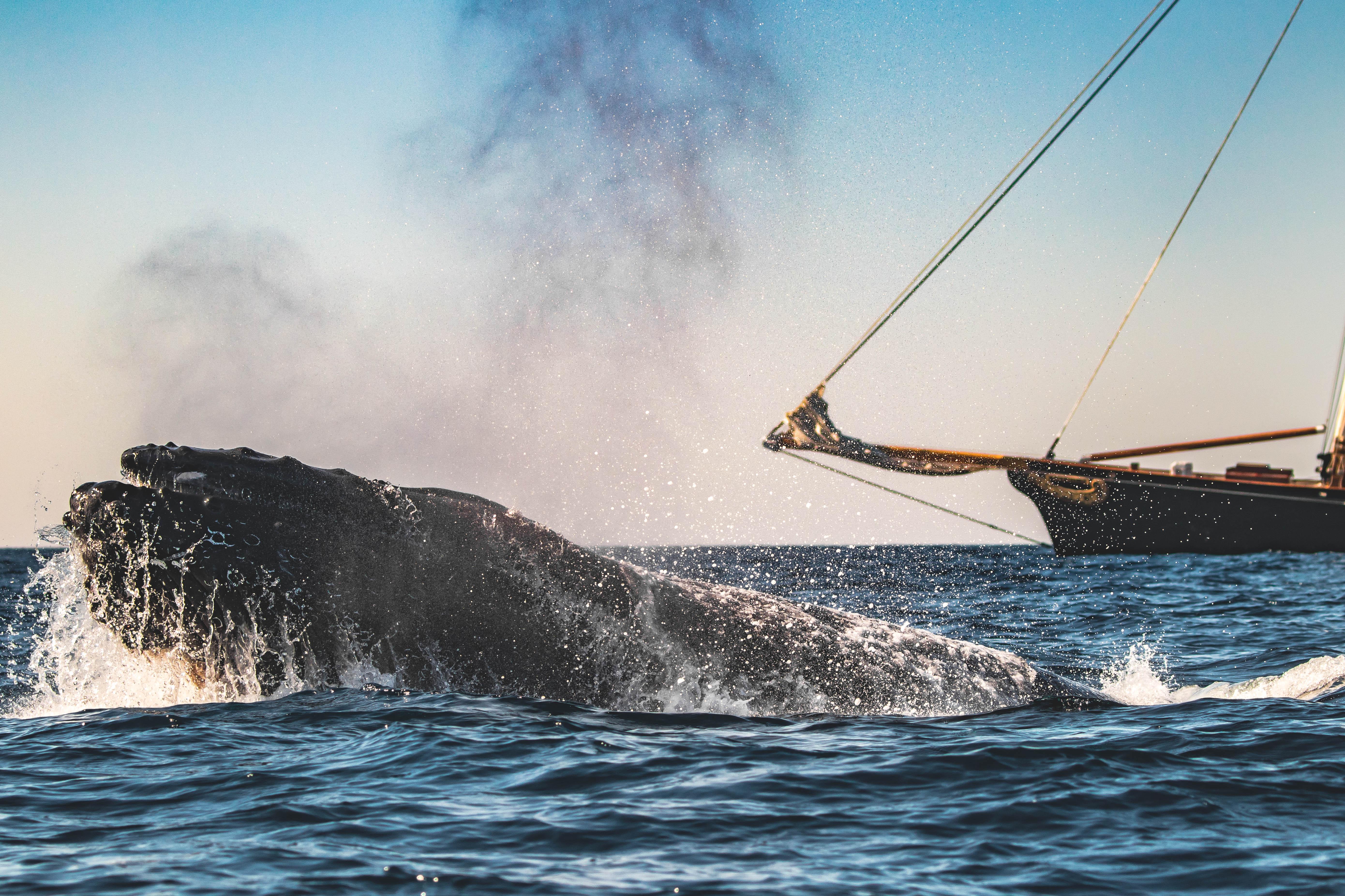 San Diego: Whale & Dolphin Watching Cruise on Yacht America