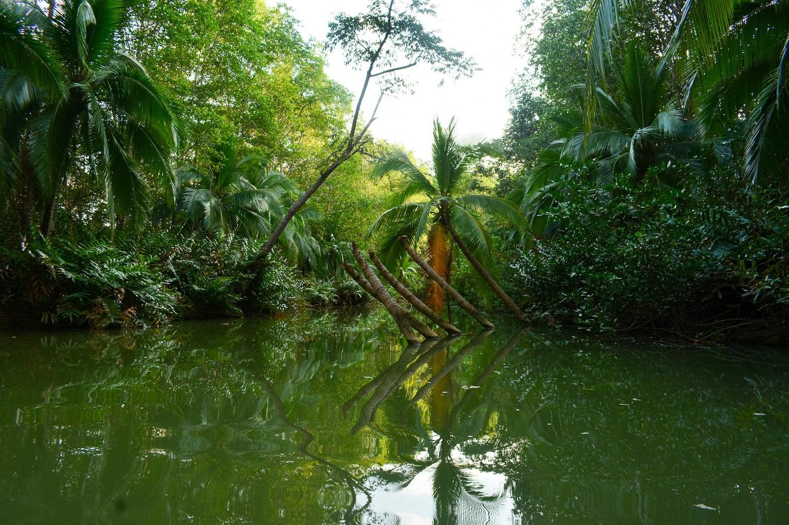 Quepos: Kayak Tour in the Mangroves Near Manuel Antonio Park