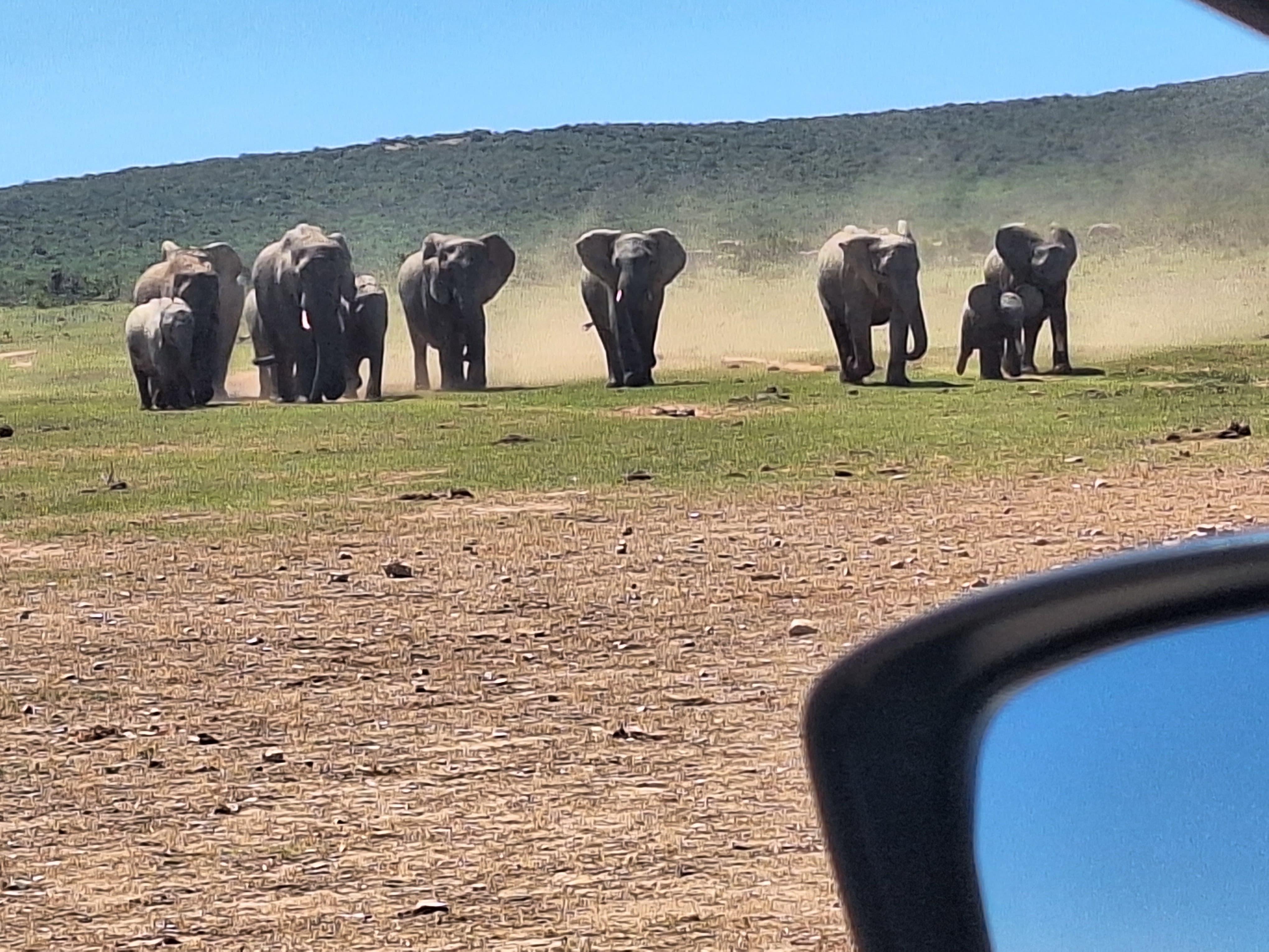 Addo Elephant Park Safari from Port Elizabeth