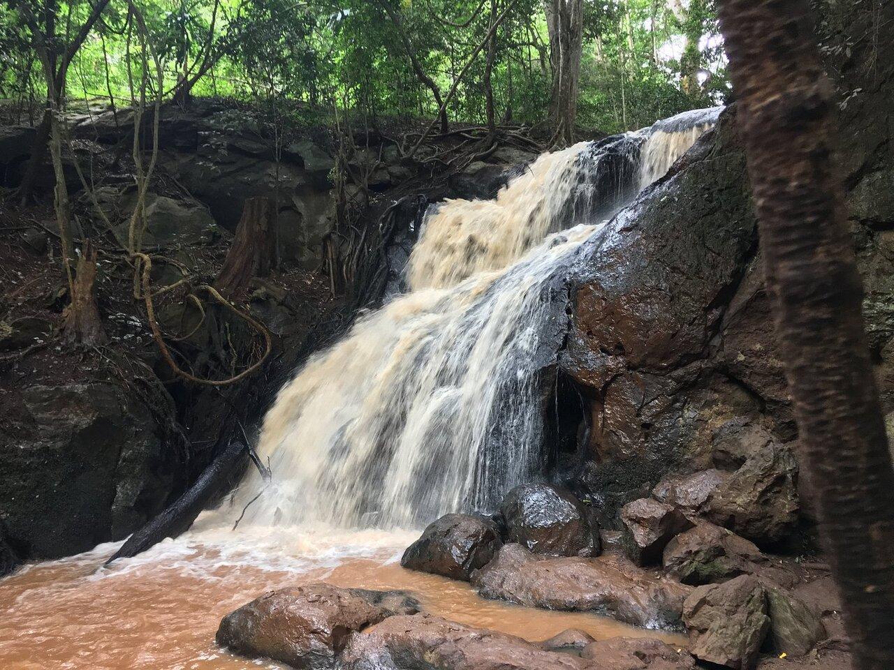Karura Forest Nature Walk & Waterfall Tour