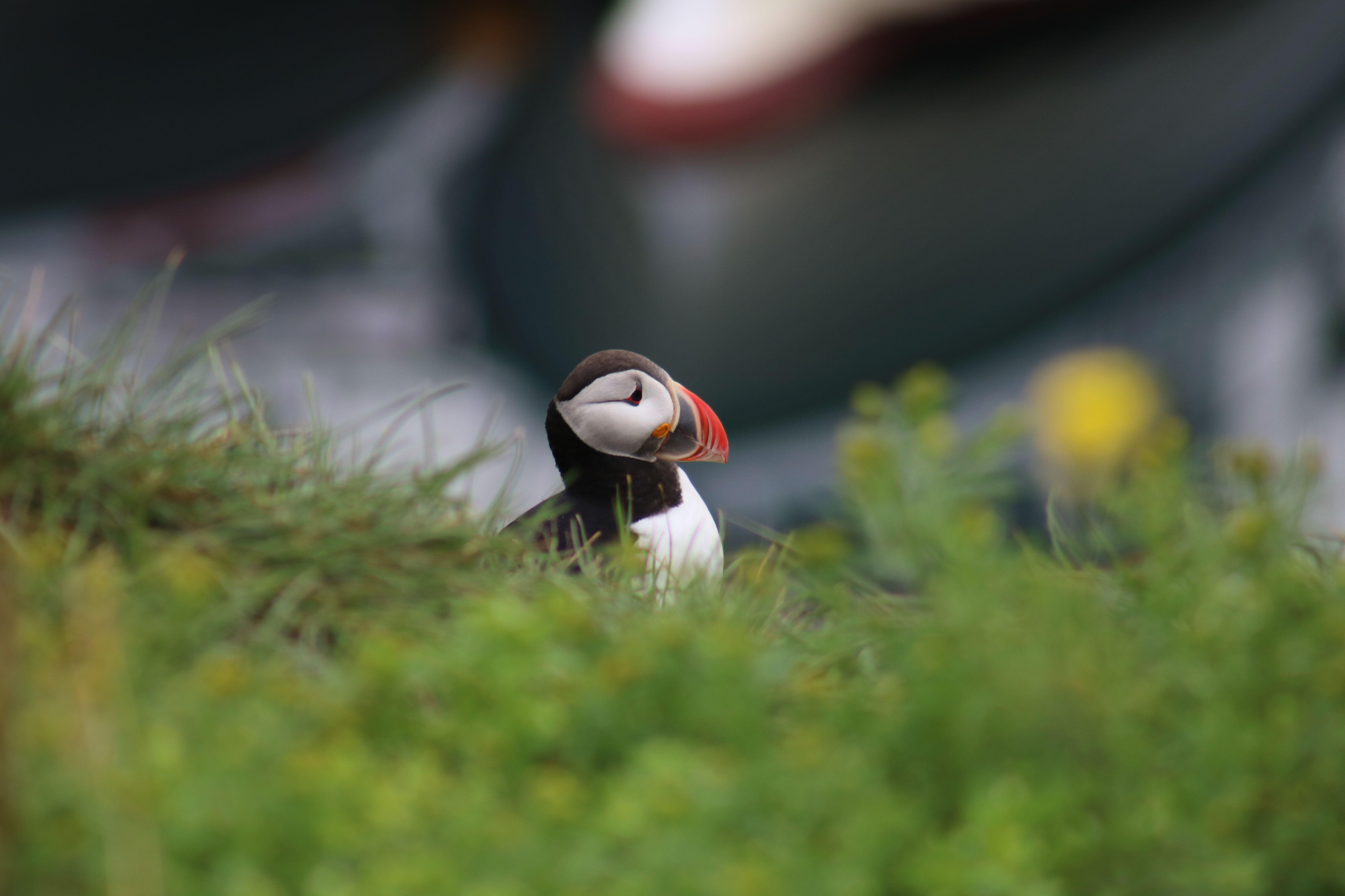 Puffin Watching Boat Tour from Reykjavik